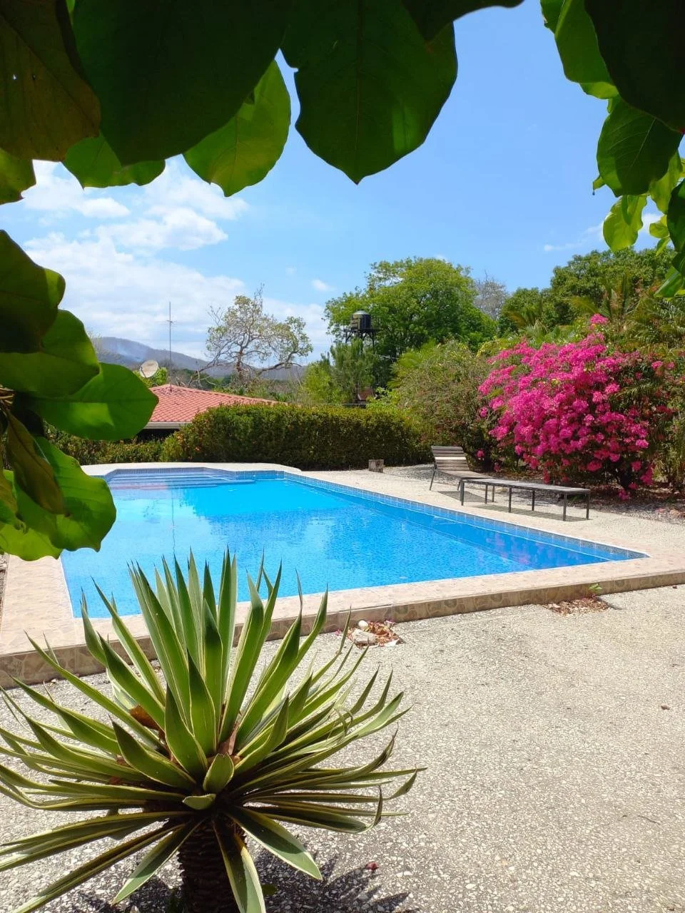 A backyard swimming pool surrounded by desert plants and bright pink flowers, with trees, a bench, a house with a red roof, and mountains in the background under a partly cloudy sky.