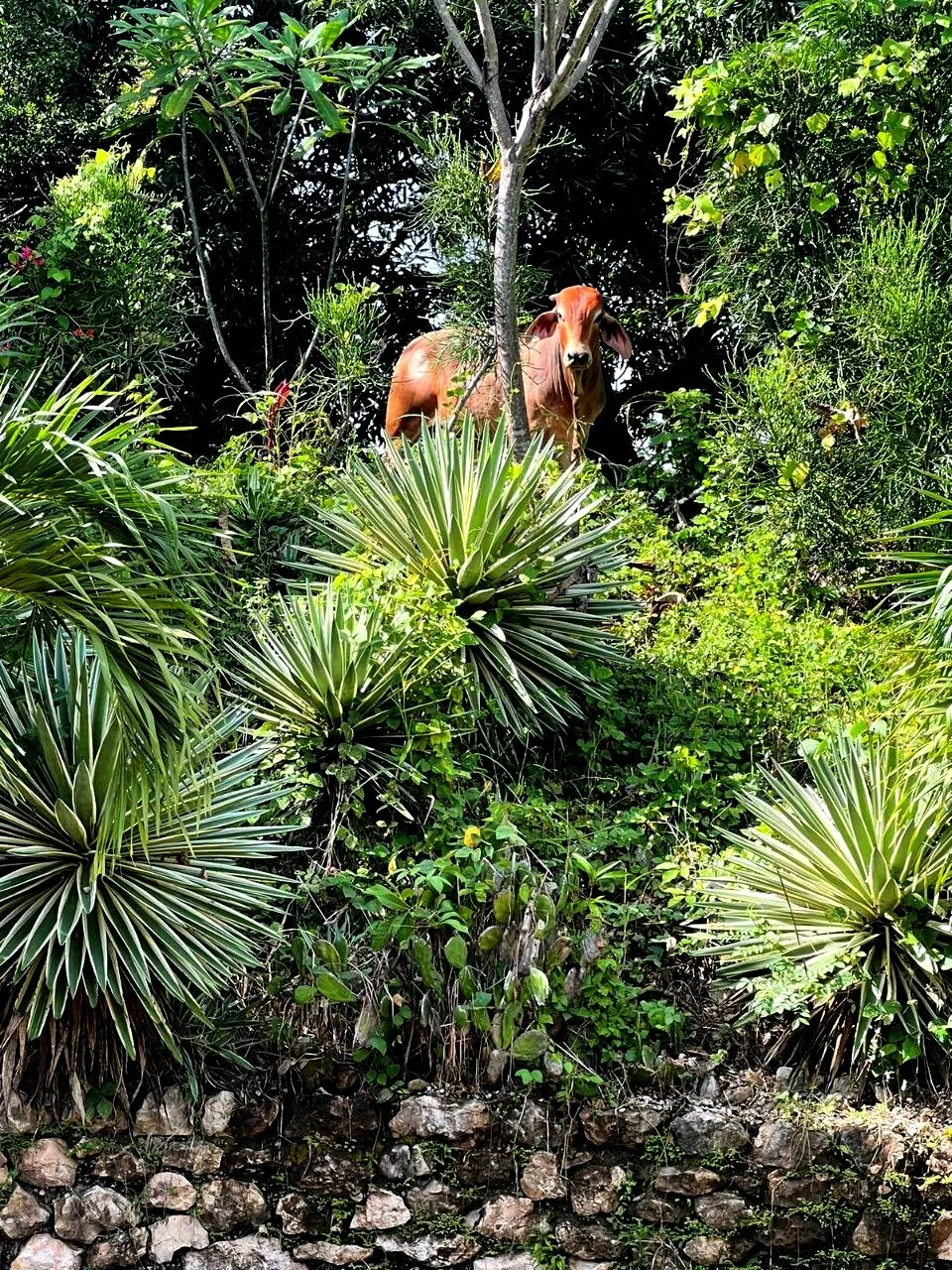 A brown dog standing among dense green tropical vegetation, including spiky plants and leafy trees, with dark foliage in the background.