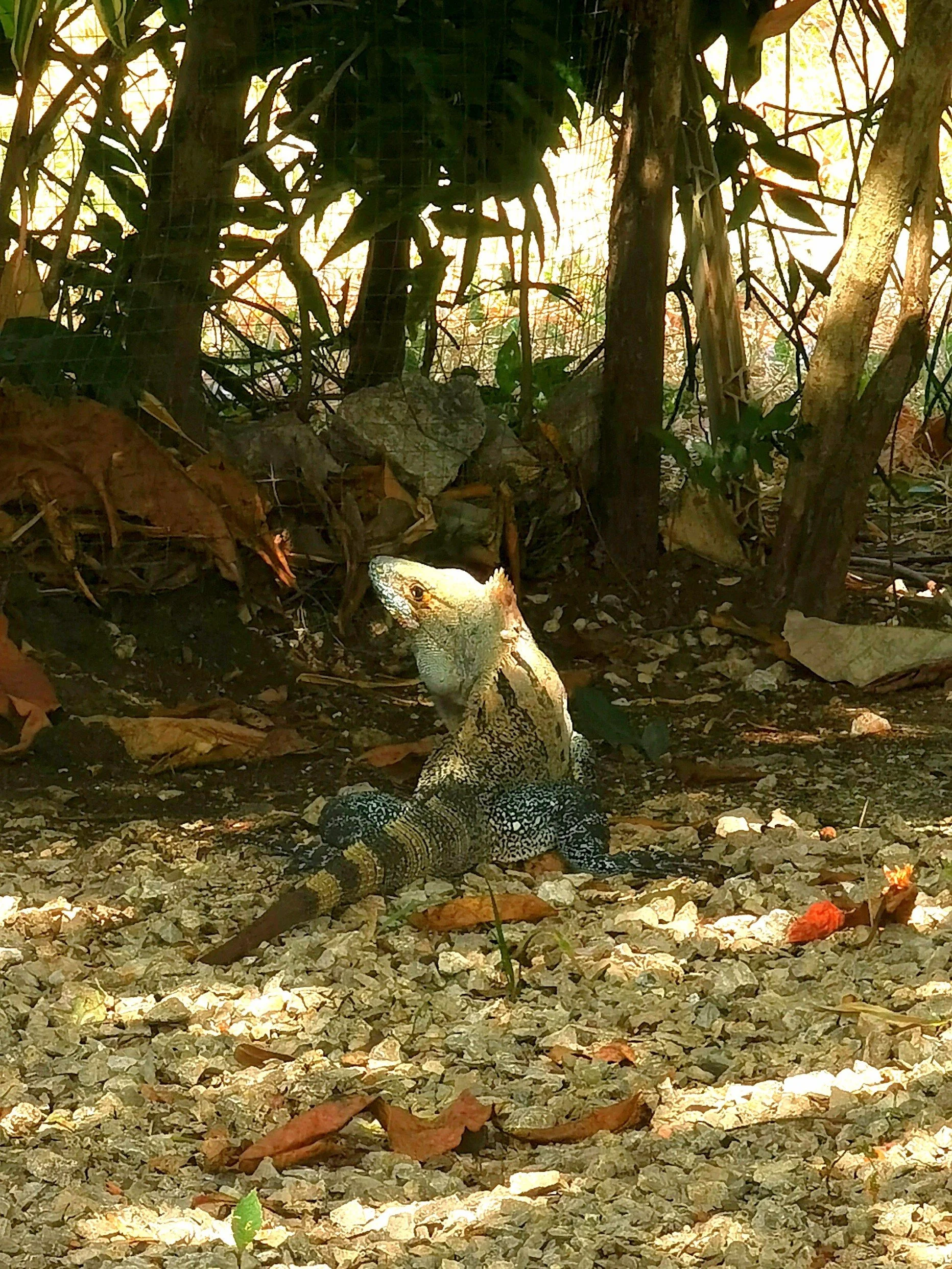 A lizard on the ground among dry leaves and small rocks, with a background of trees and vegetation.