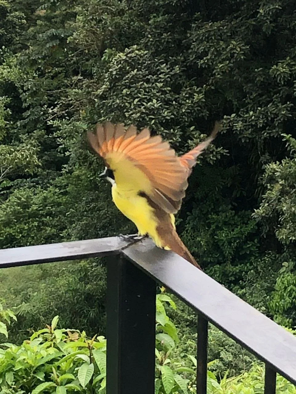A colorful bird with yellow, black, and orange feathers perched on a black metal railing, with green foliage in the background.