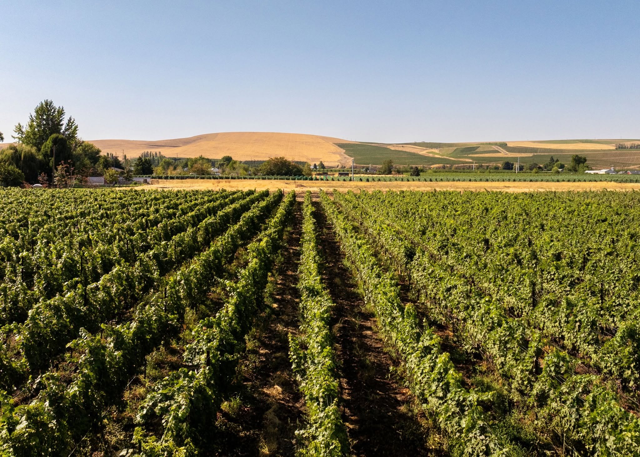 Icarus Vineyard in The Rocks District AVA