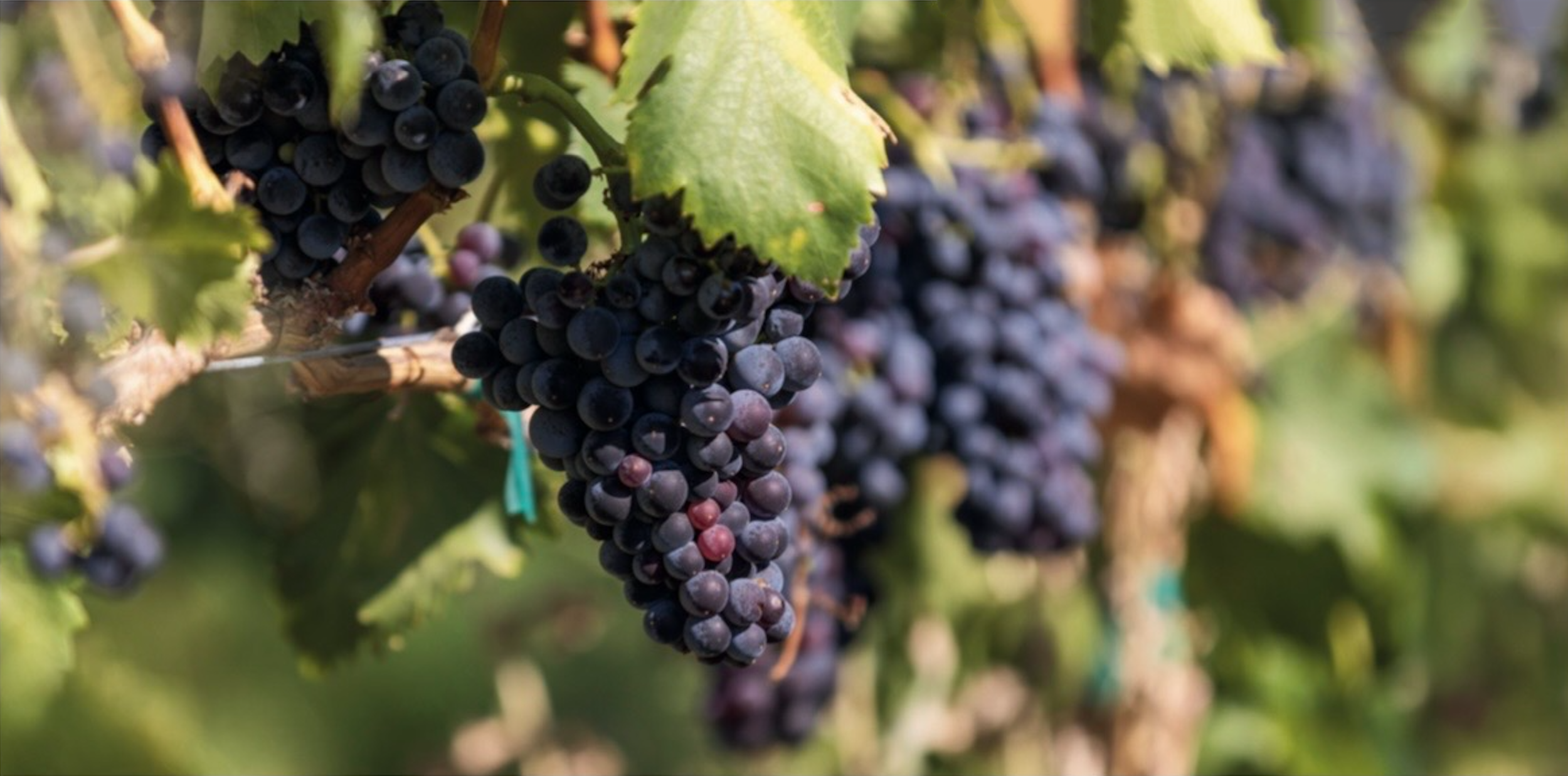 Daedalus Vineyard within the Rocks District