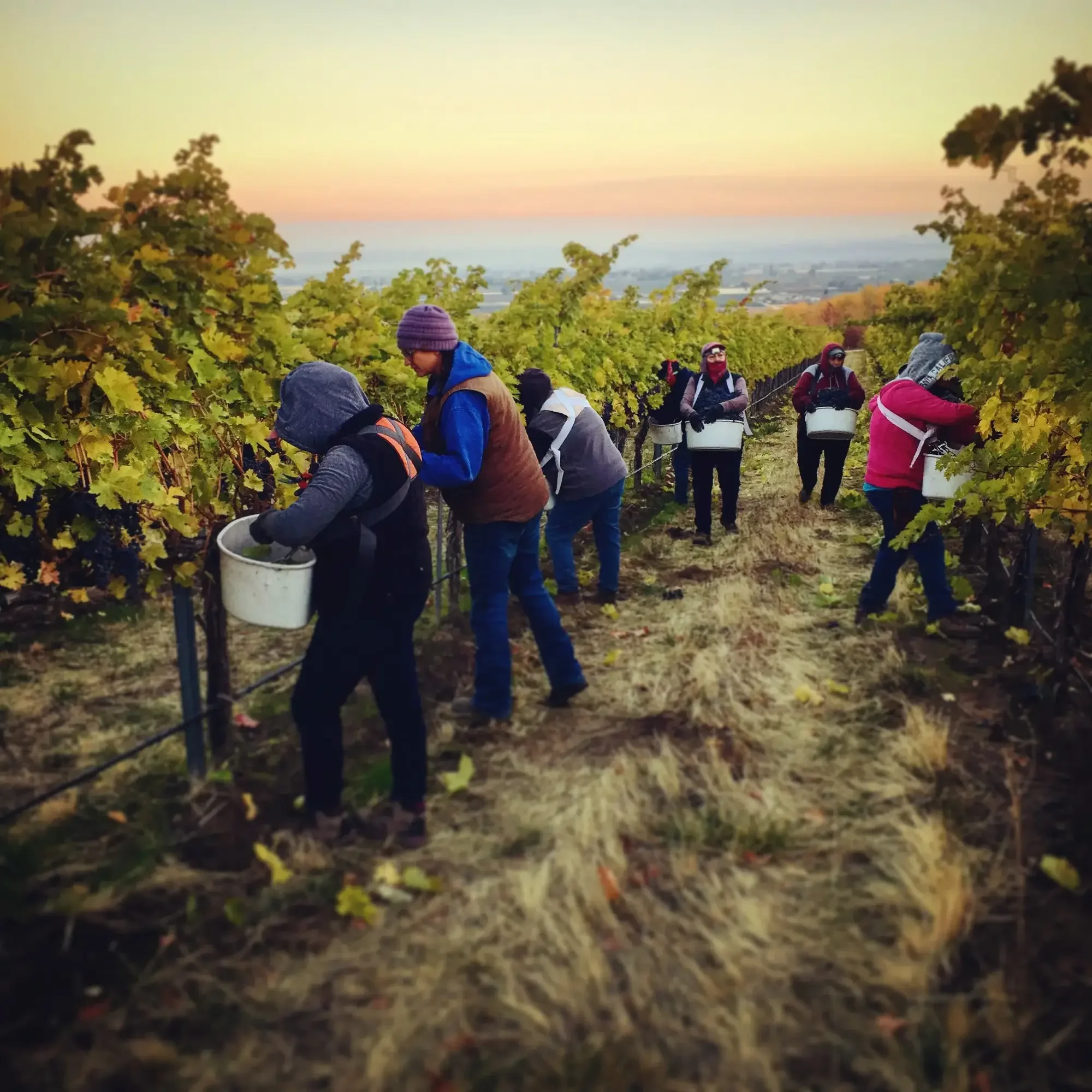 Best wine brands that give back to the community, Vista de los Azules