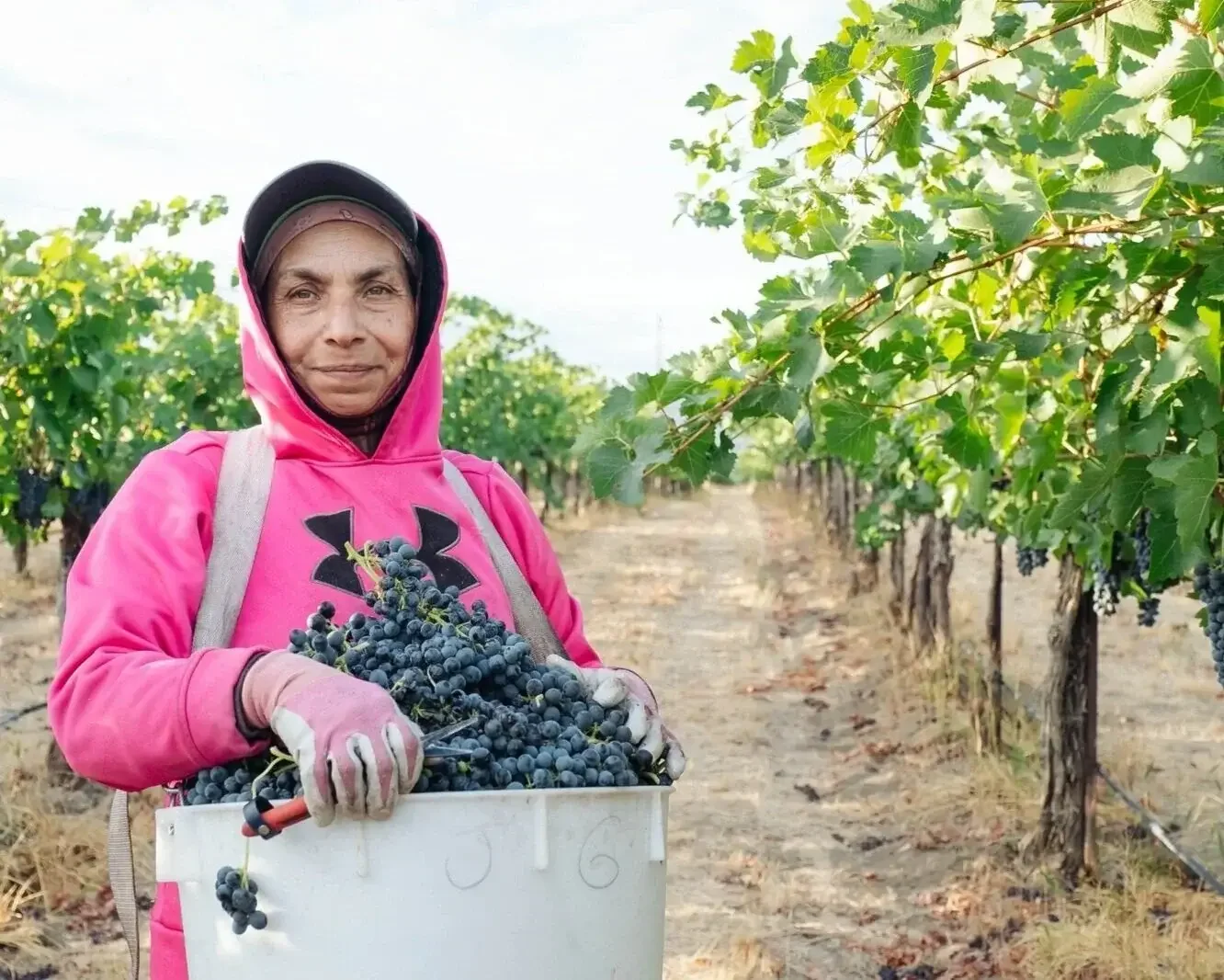 Vineyard worker at harvest