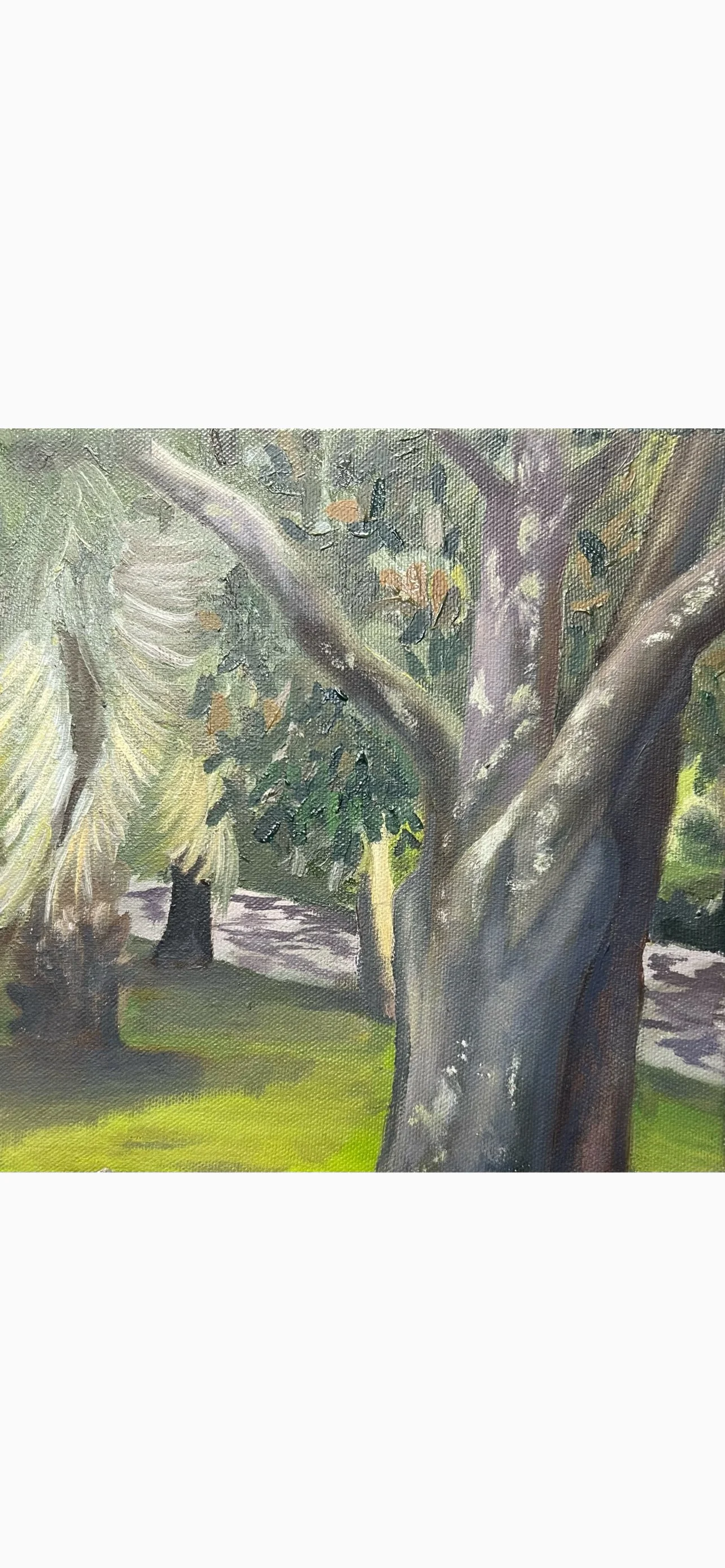 Savannah Tree and Street