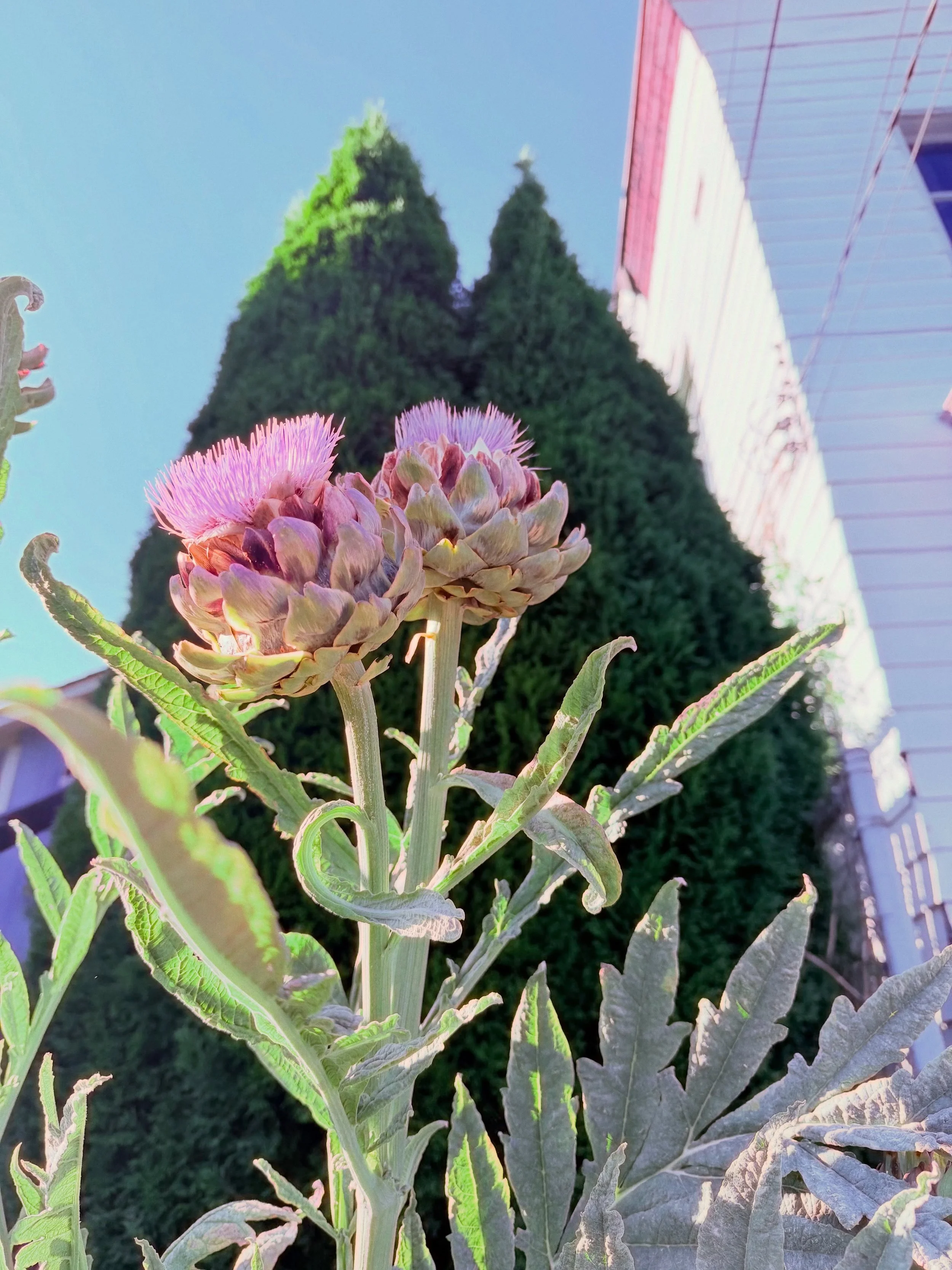 Just another flower that is taller than me.