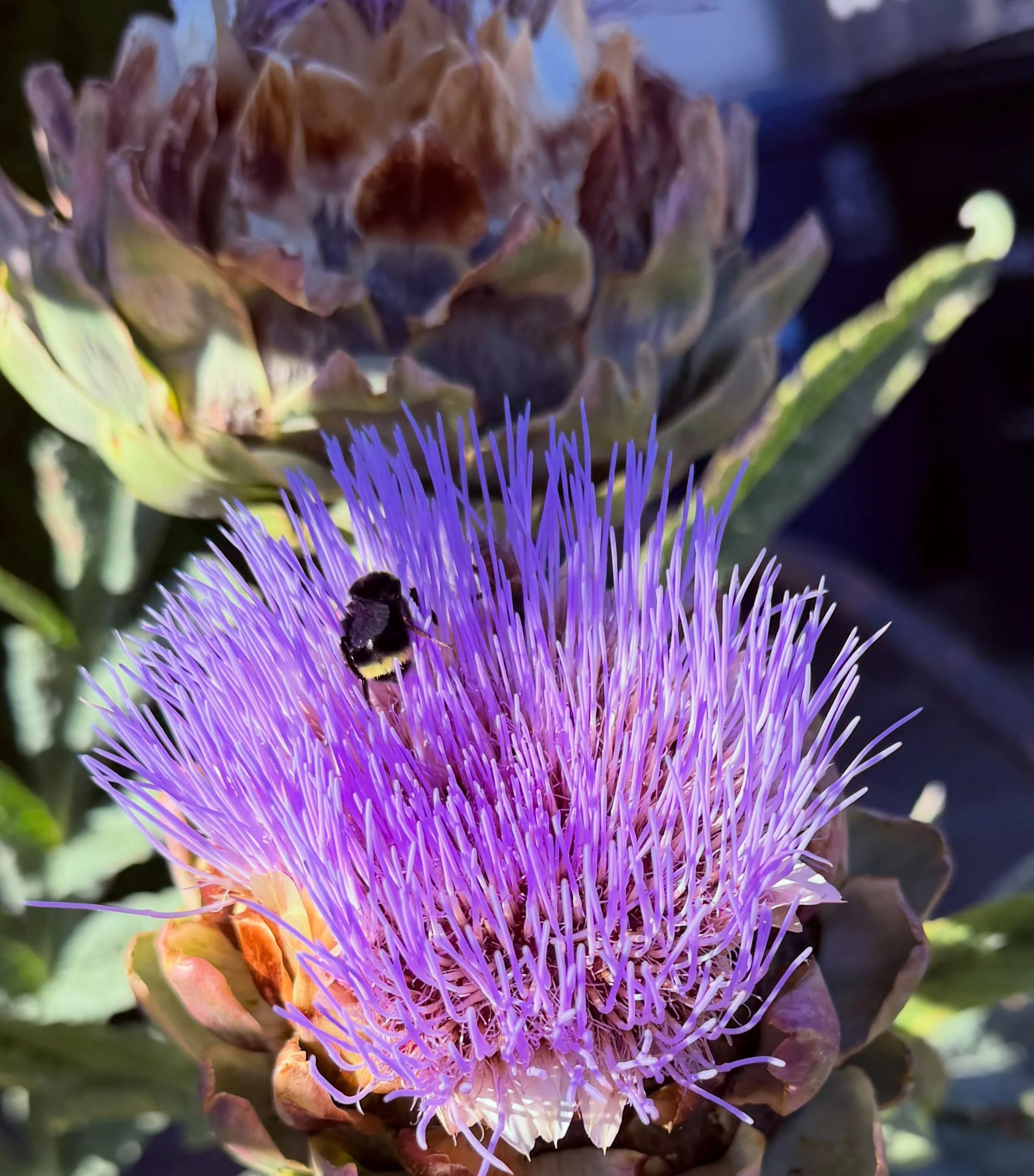 Say I&rsquo;m the only bee in your bonnet.