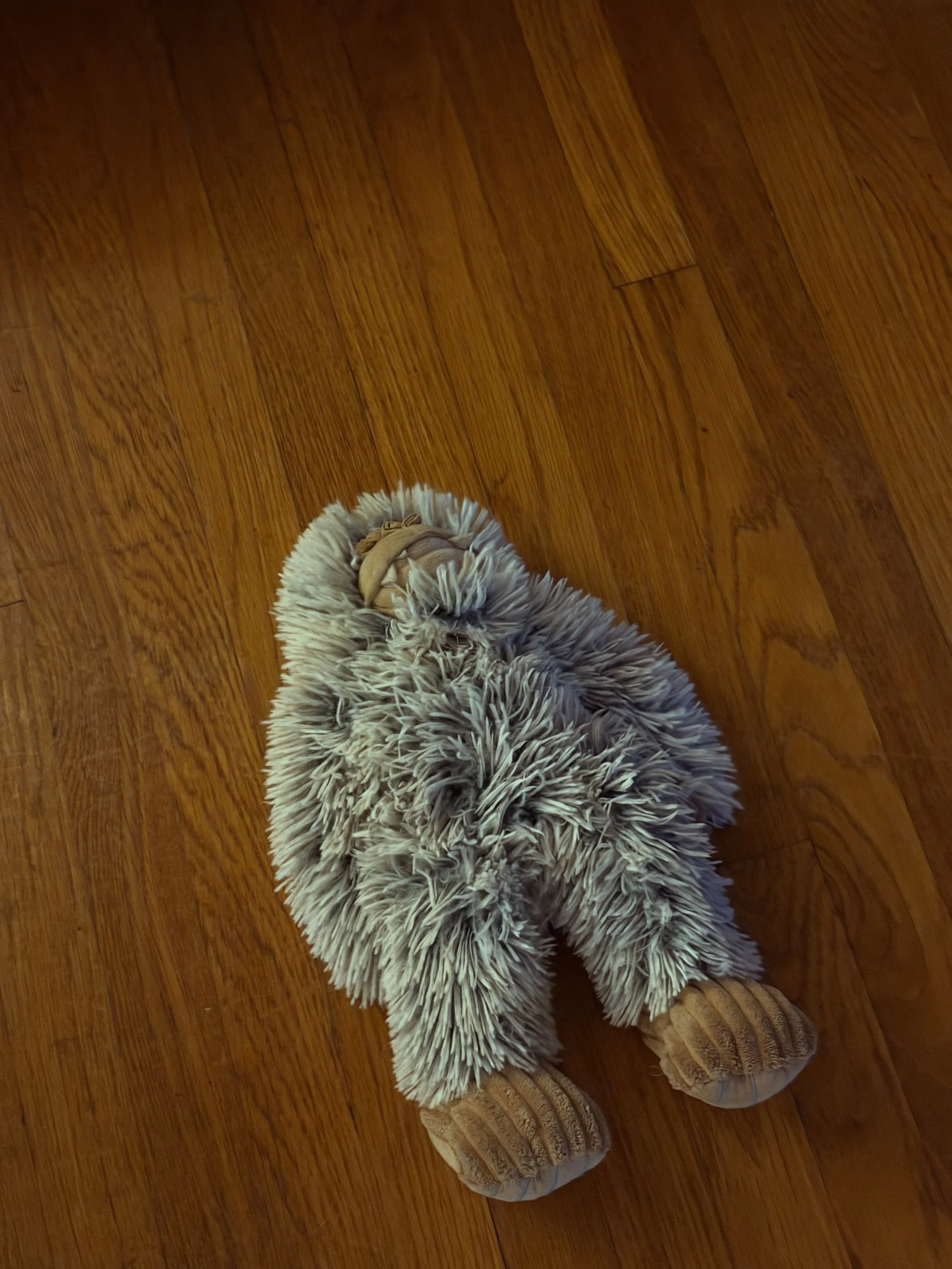 This morning&rsquo;s roadkill find. 

Mr. Darcy is the suspected assailant.