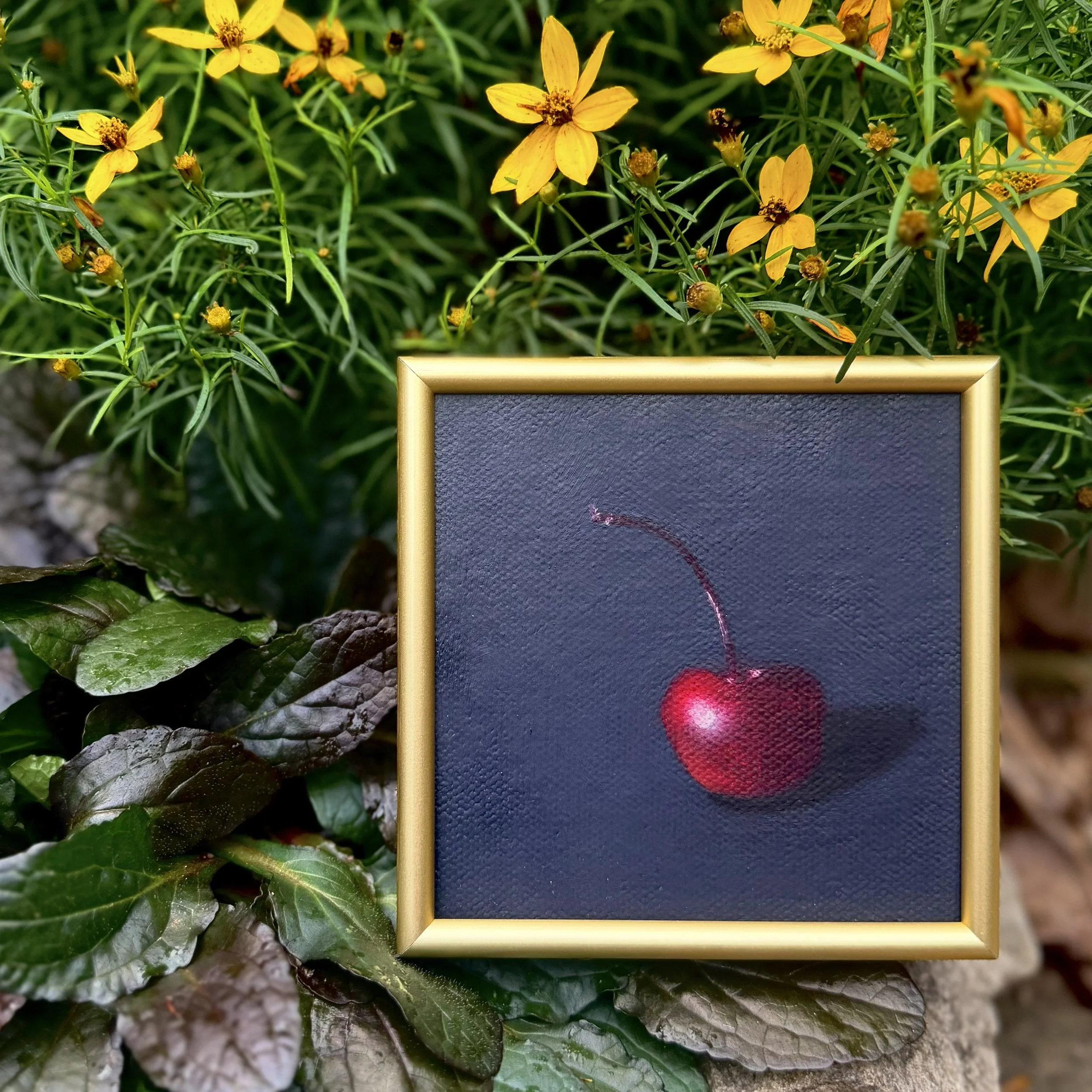 Small square cherry oil painting shown on canvas board, ready to frame or display as part of a collected wall.