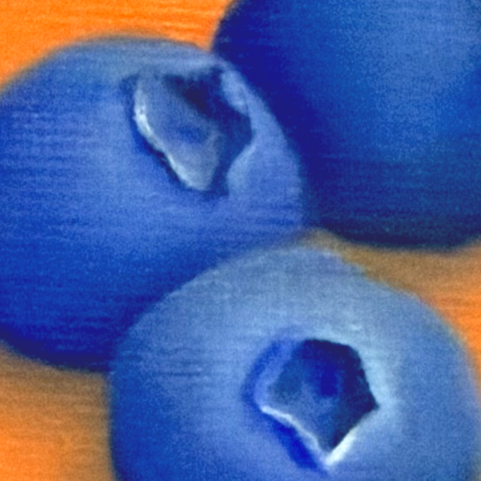 Close-up of blueberries painted in oil with saturated blue color, soft shadows, cool highlights, and visible canvas texture against a vivid orange ground.
