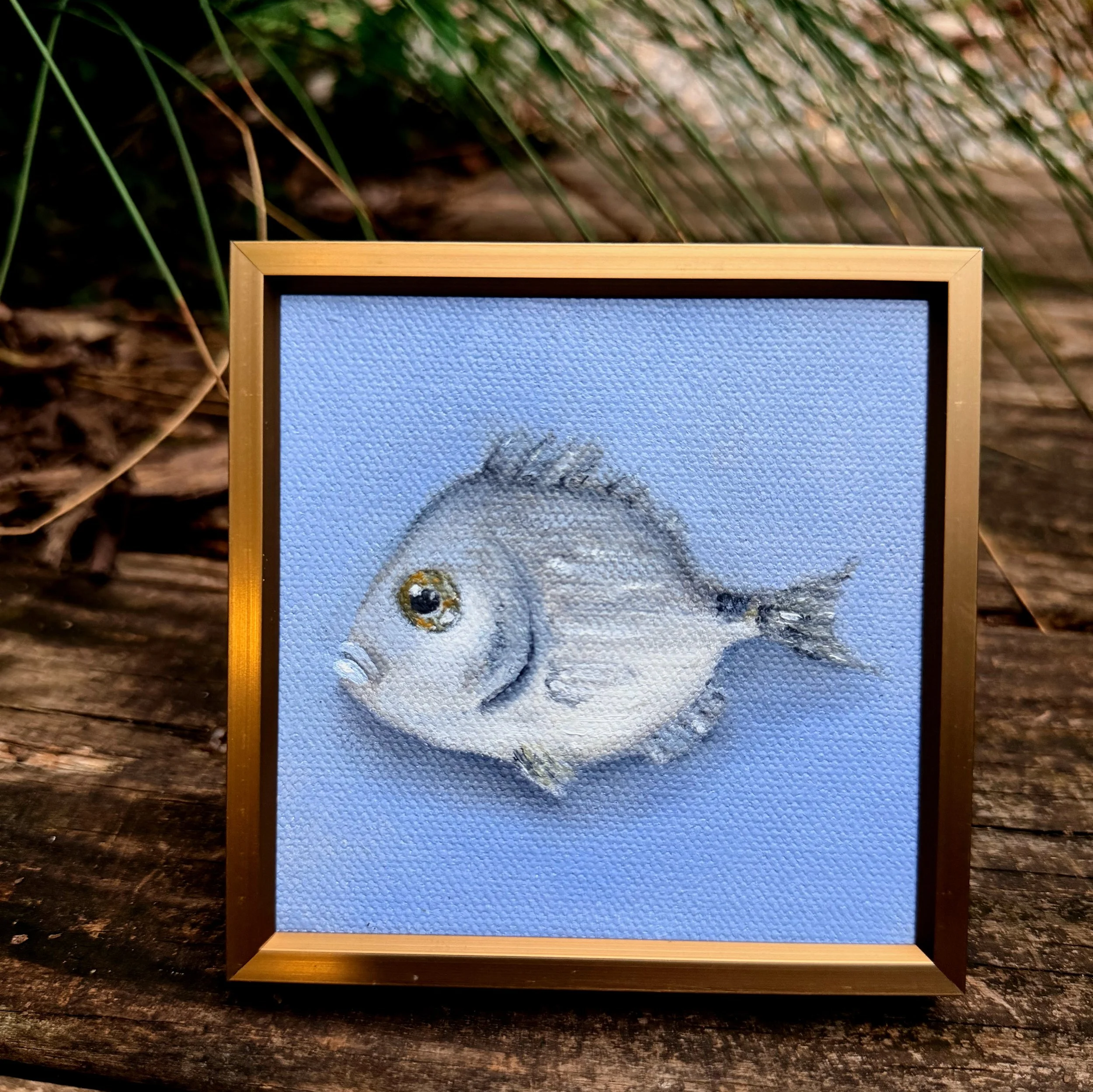 Small square fish oil painting shown on canvas board, ready to frame or display as part of a collected wall.