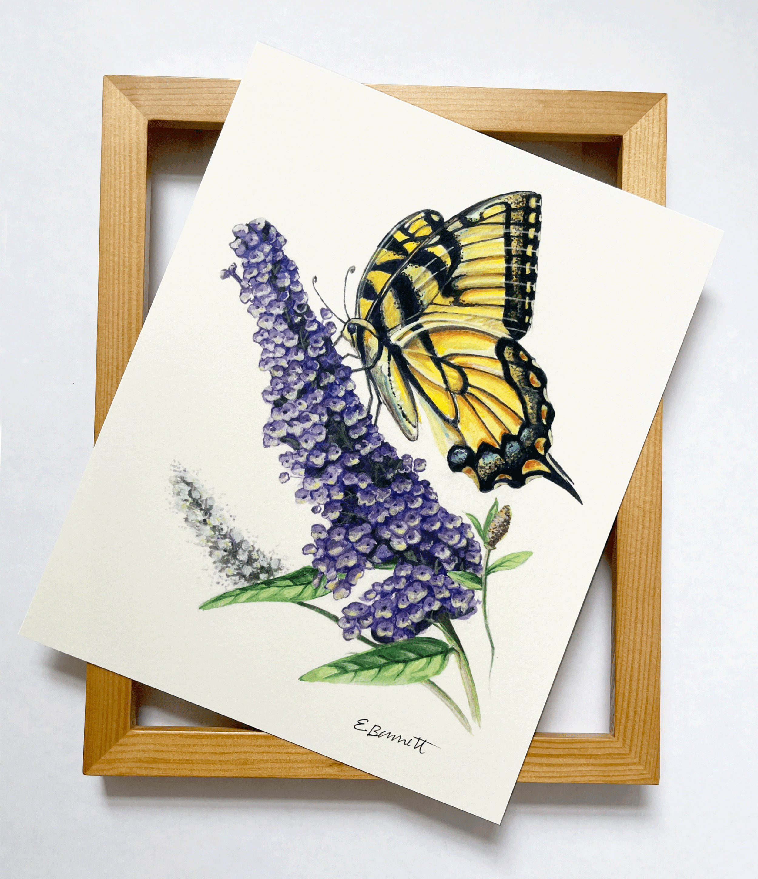 print-swallowtail-corrected.gif