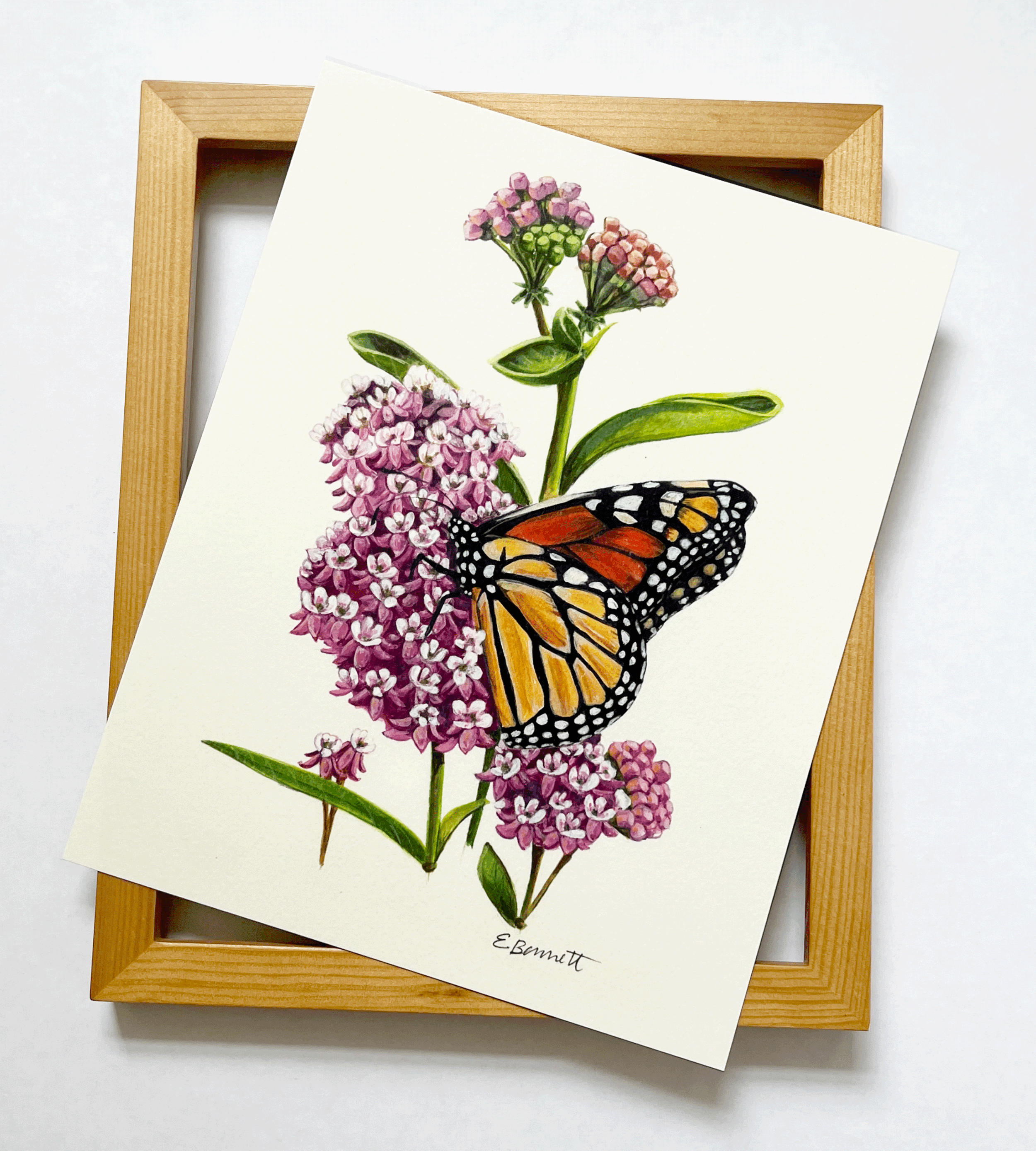 print-pinkmonarch-corrected.gif
