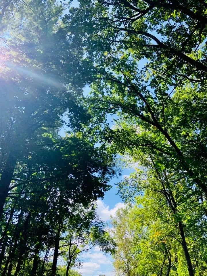 Looking up at a canopy of green trees with sunlight filtering through, clear blue sky visible through the leaves.