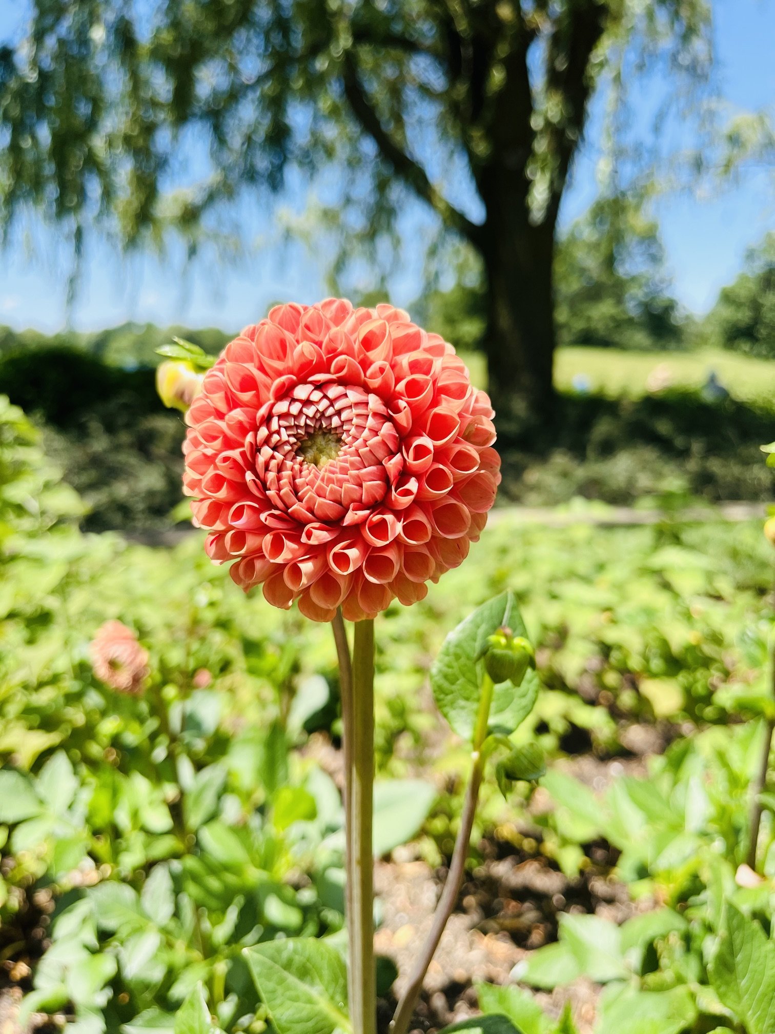 A vibrant orange dahlia flower with tightly curled petals, in a garden setting with green foliage and a large tree in the background under a bright blue sky.