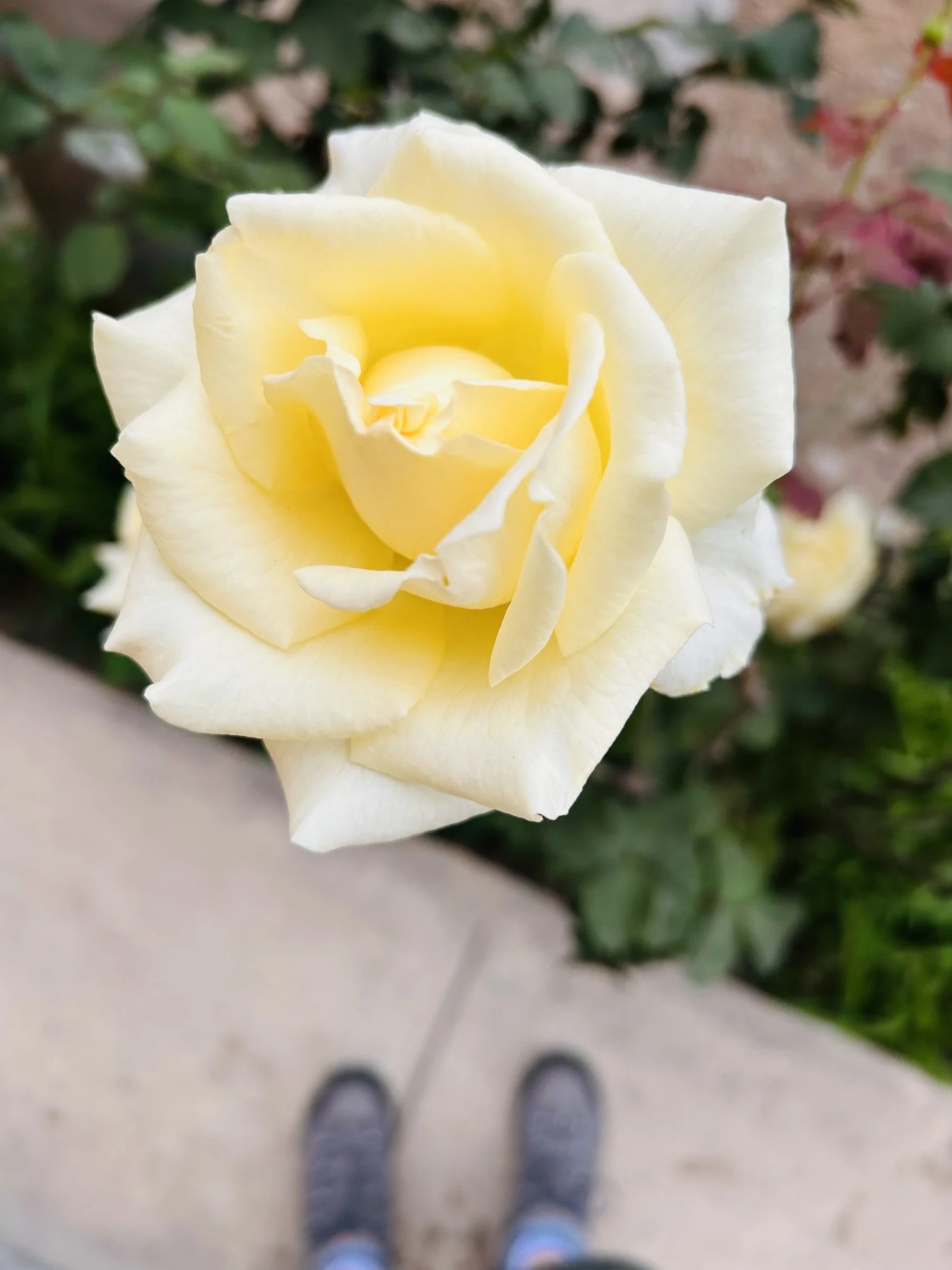 A person standing outdoors on a sidewalk, wearing black shoes, blue jeans, and blue socks, holding a white or ivory-colored rose in front of them.