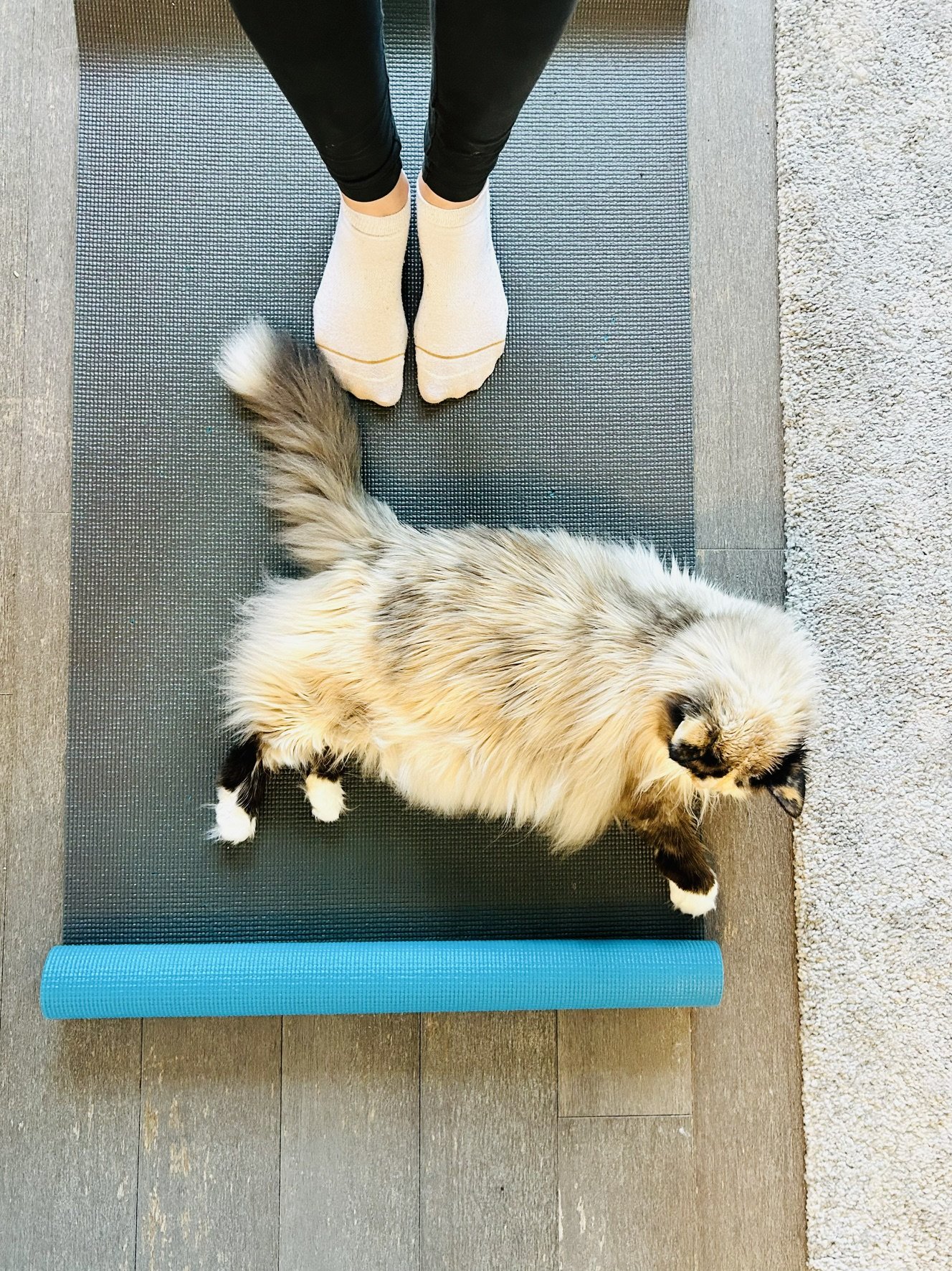 A fluffy cat lying on a black exercise mat with a blue foam roller at the bottom of the mat. The person standing on the exercise mat is wearing black leggings and beige socks.