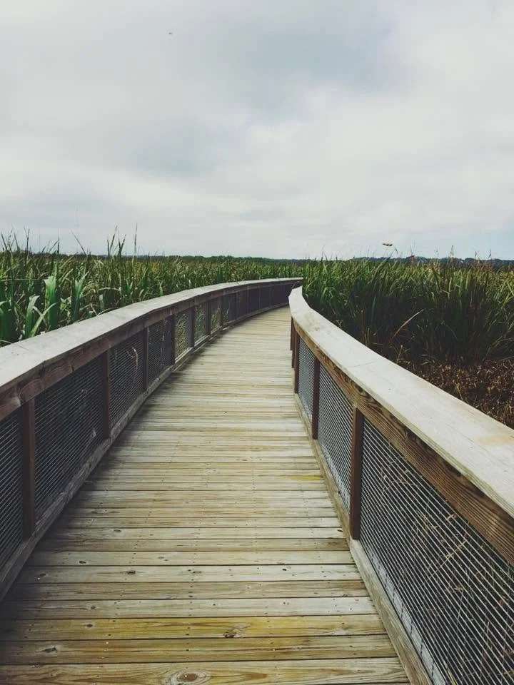 Wooden boardwalk curving through a marshy area with tall green grasses under a cloudy sky.