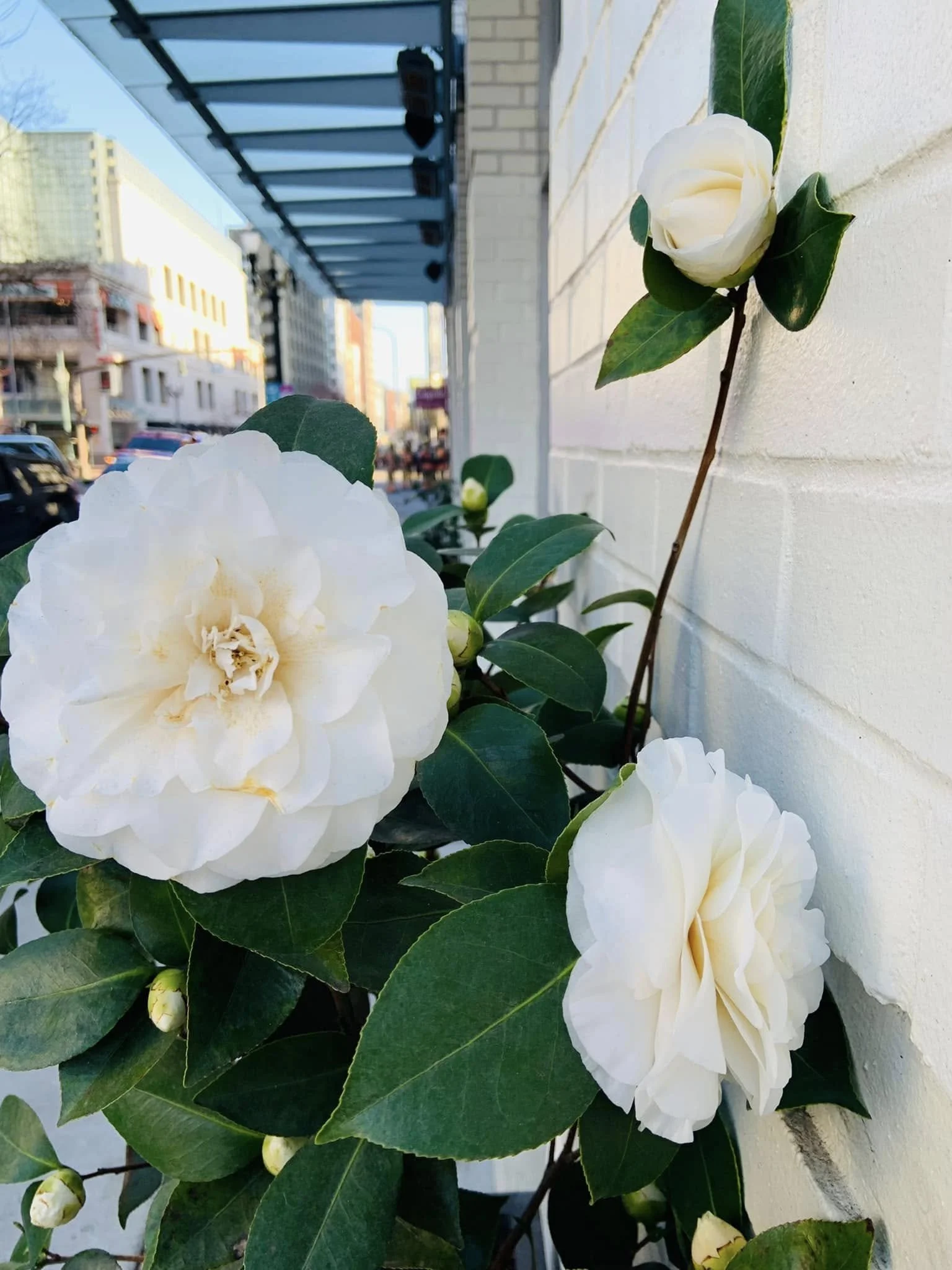 White camellia flowers on green leaves growing along a white brick wall with an urban street and buildings in the background.
