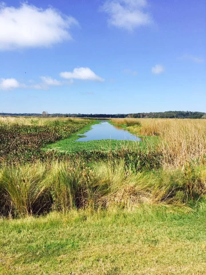 A marshland with tall grass and a narrow waterway under a partly cloudy blue sky.