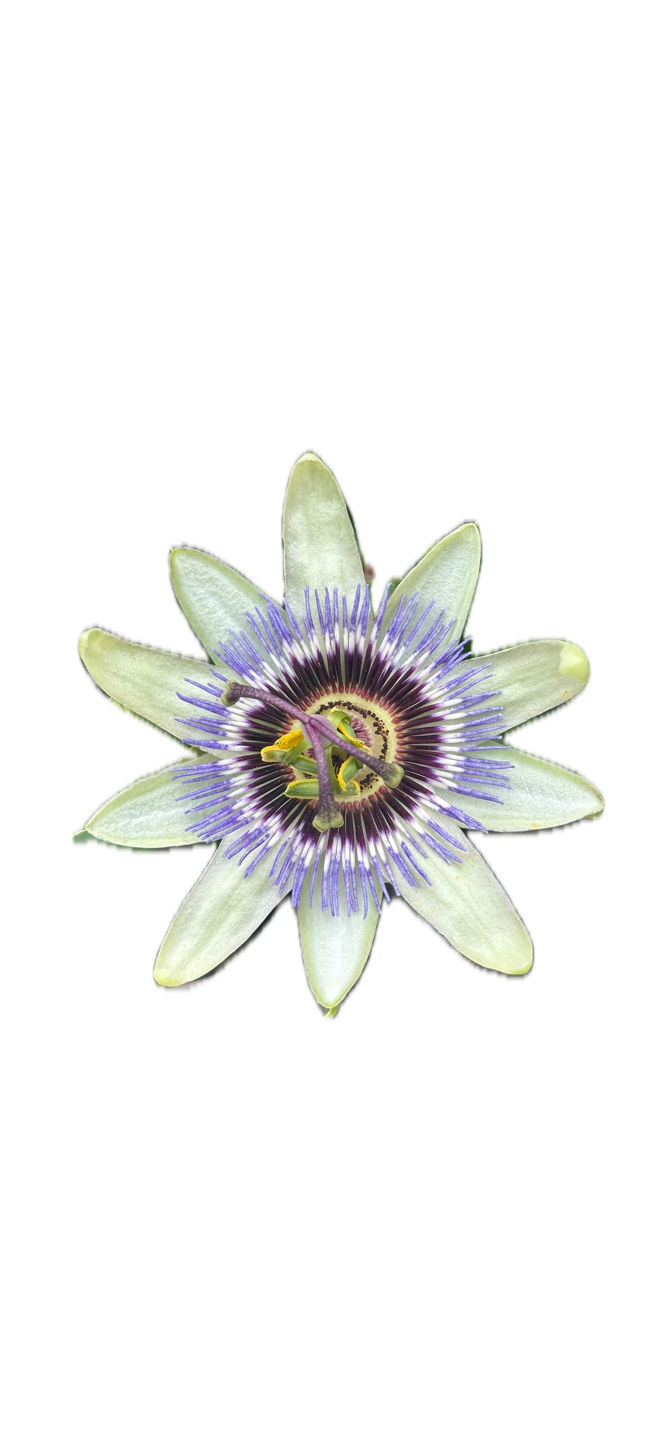 IMG_5215 Background Removed.png