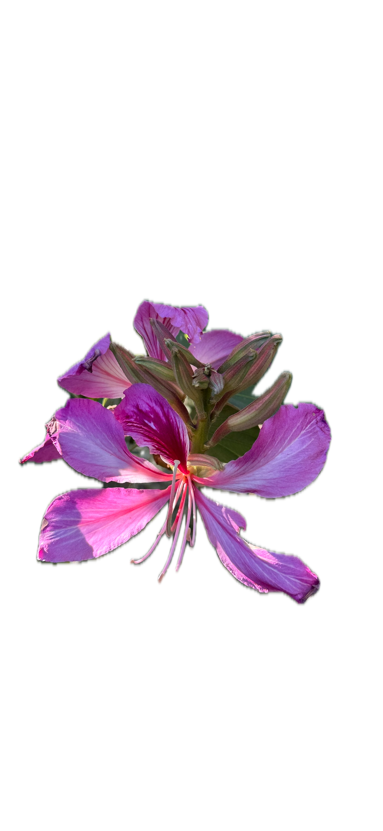 IMG_5218 Background Removed.png