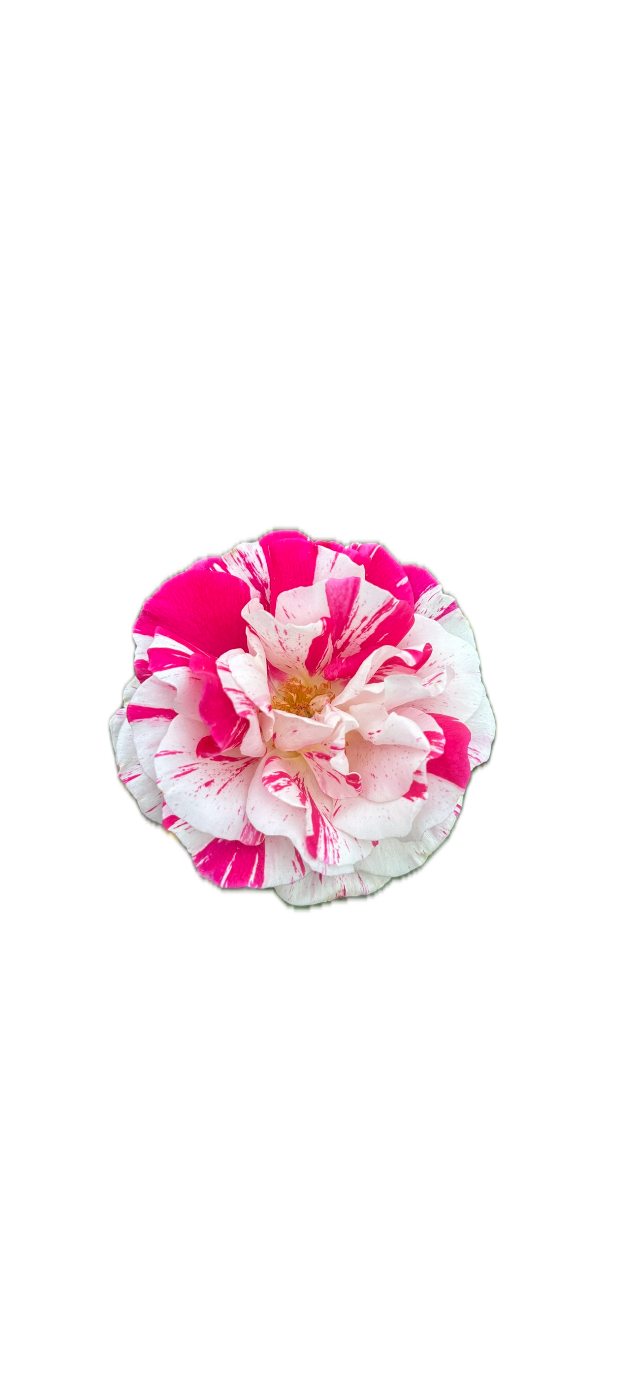IMG_5220 Background Removed.png
