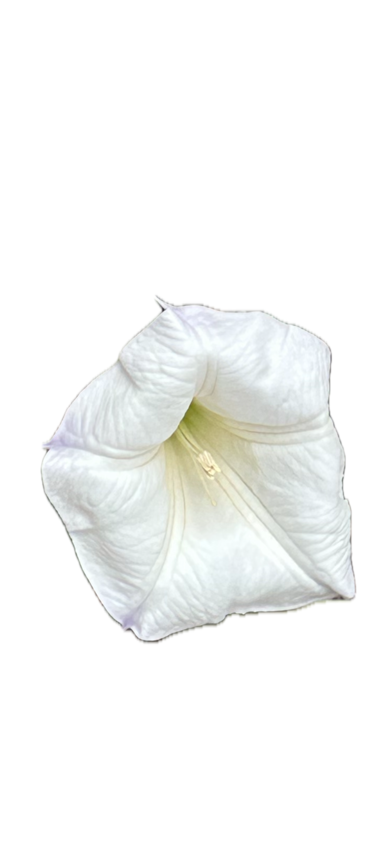 IMG_5232 Background Removed.png