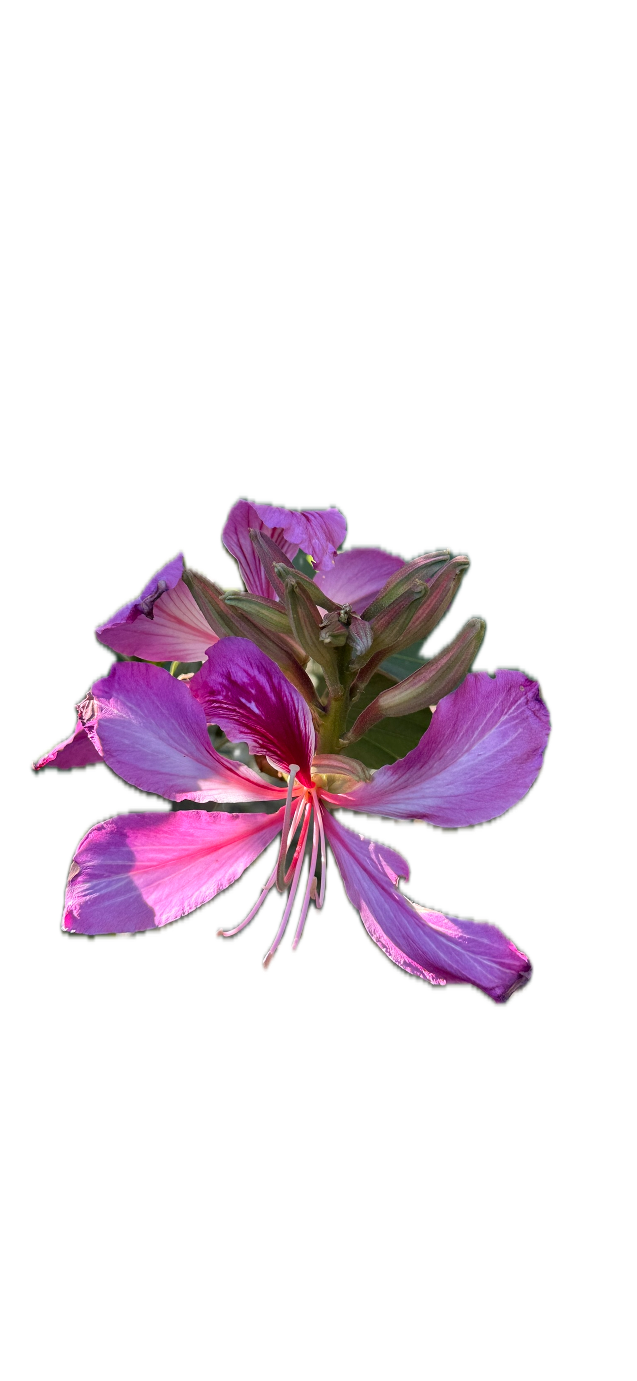 IMG_5218 Background Removed.png