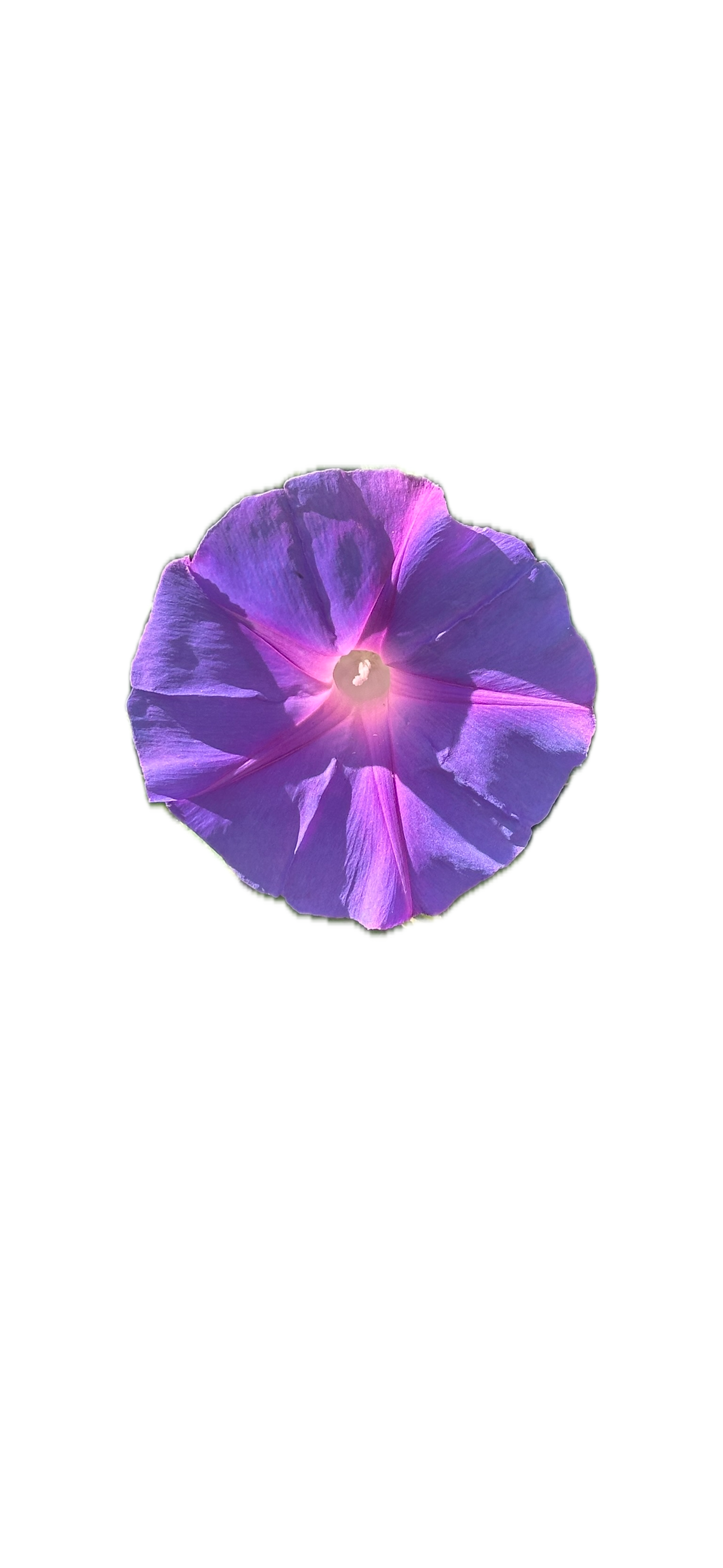 IMG_5219 Background Removed.png