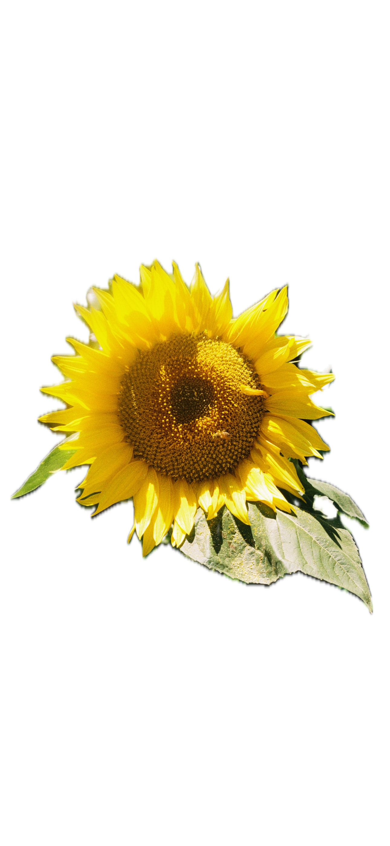 IMG_5223 Background Removed.png