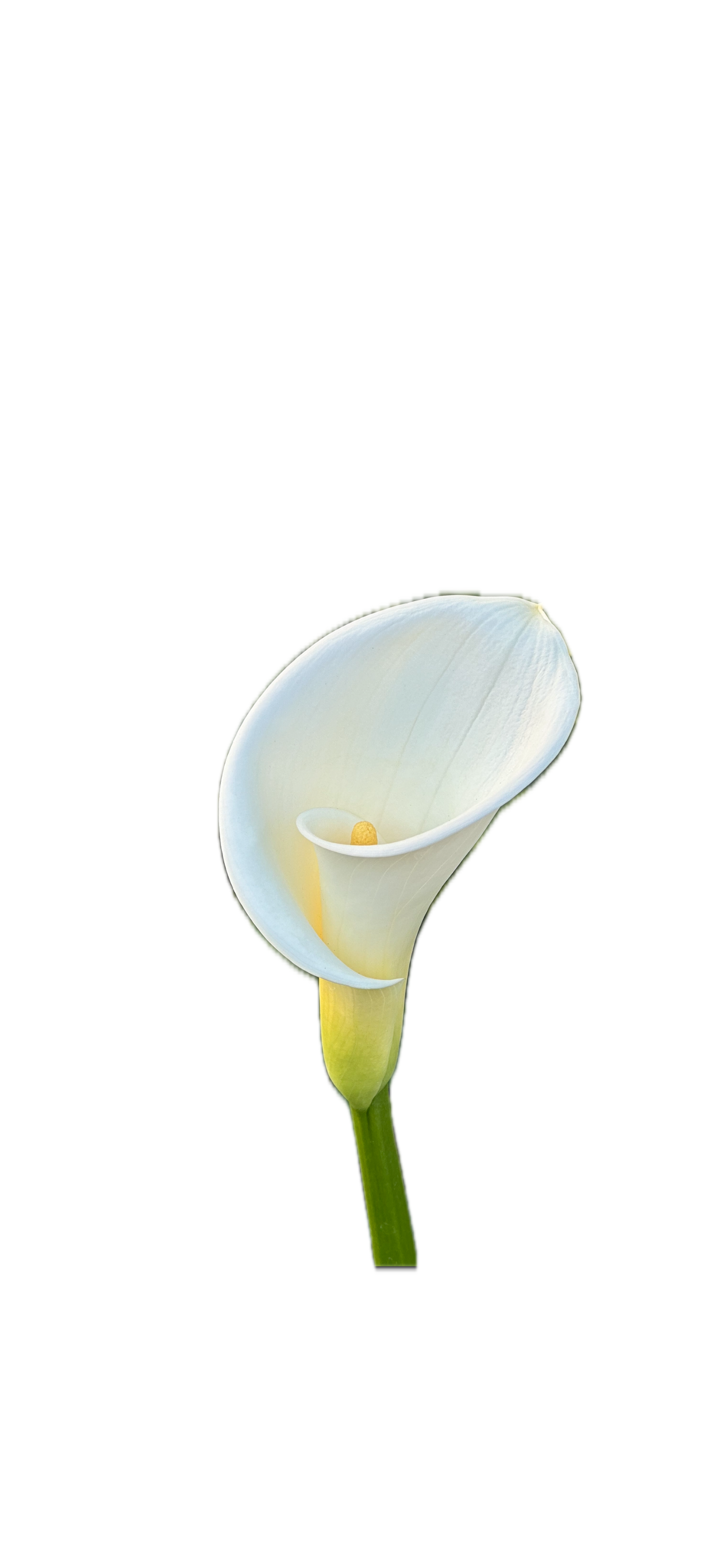 IMG_5224 Background Removed.png