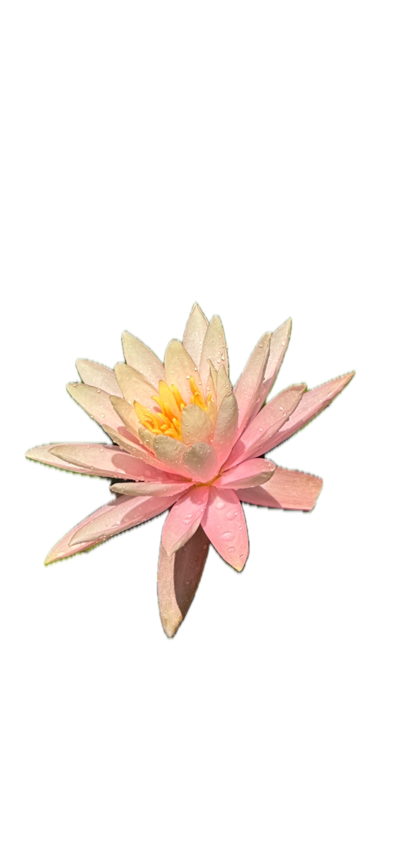 IMG_5226 Background Removed.png