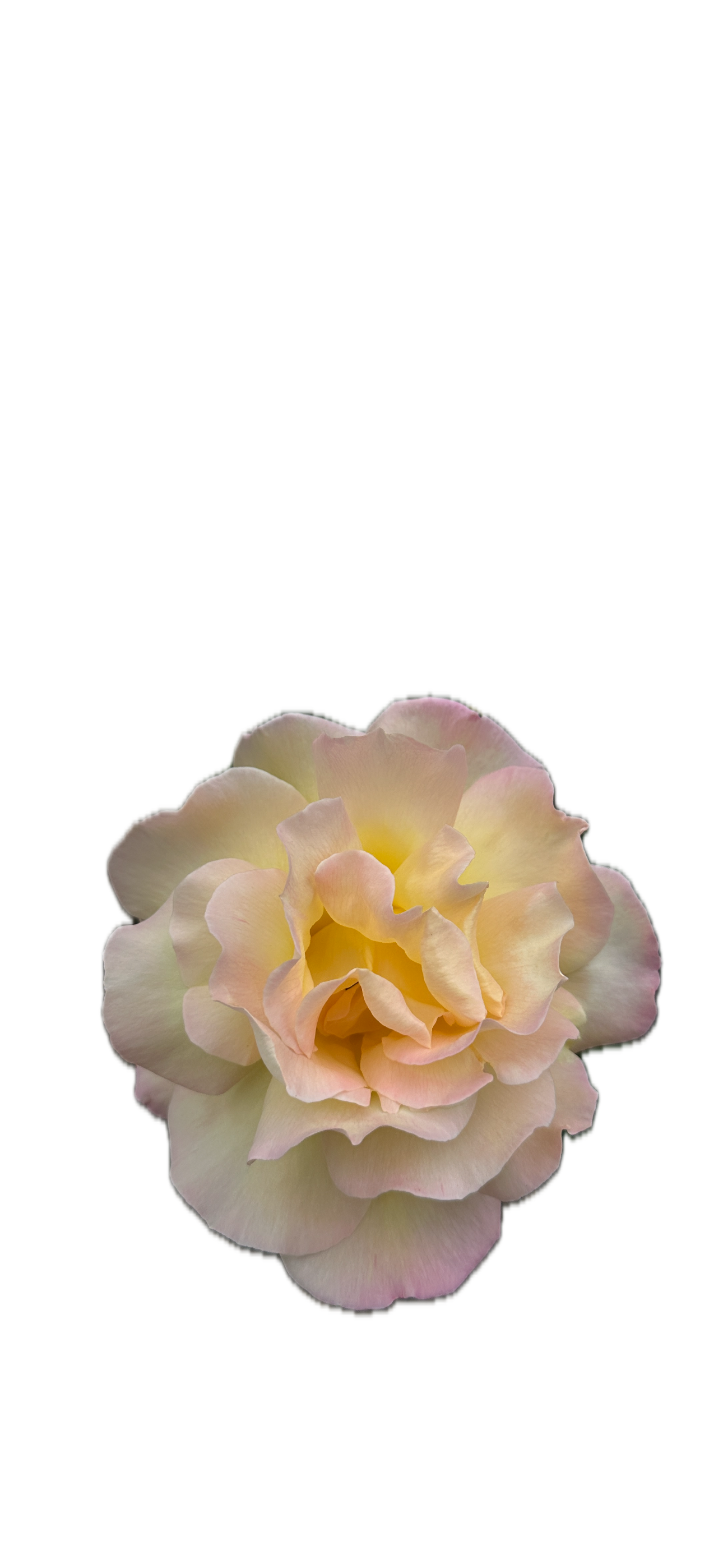 IMG_5227 Background Removed.png