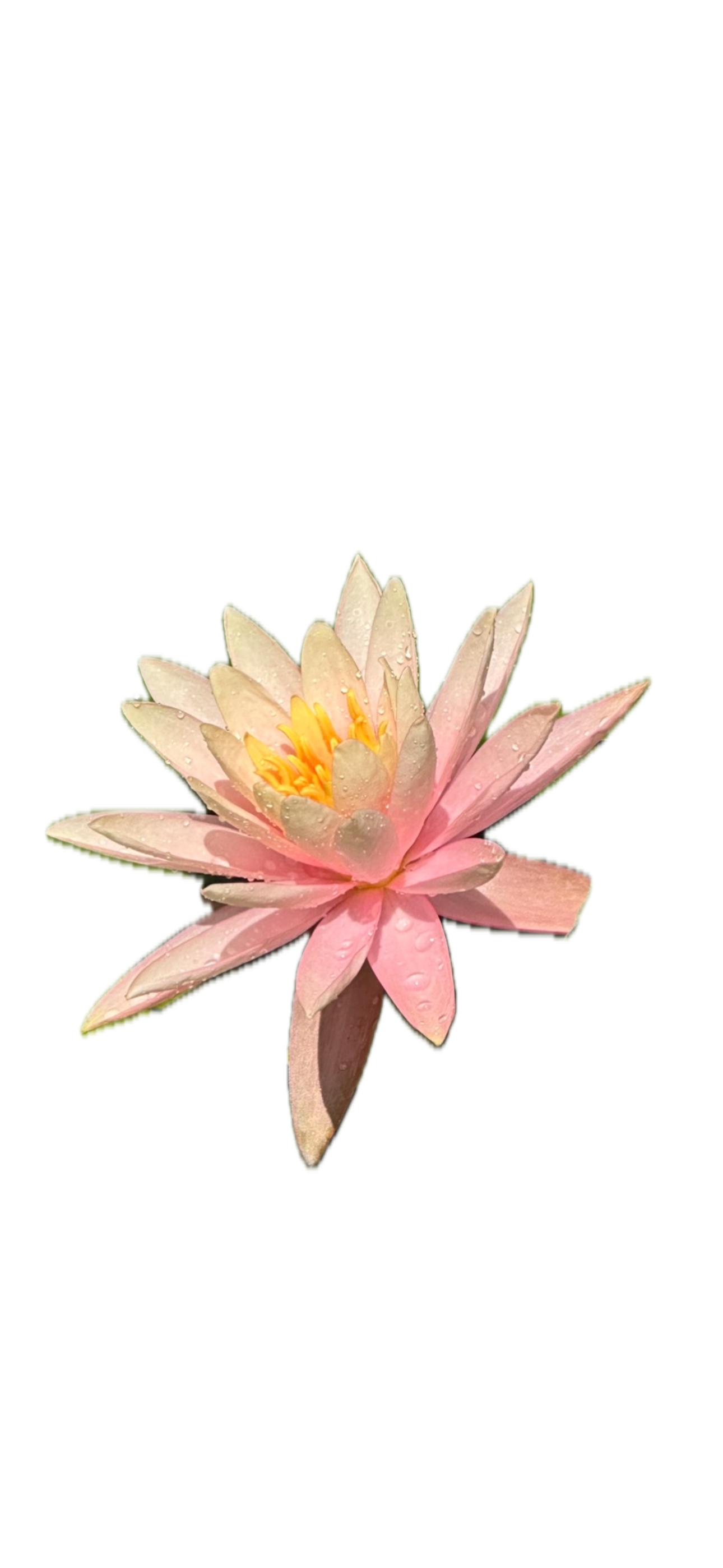 IMG_5226 Background Removed.png