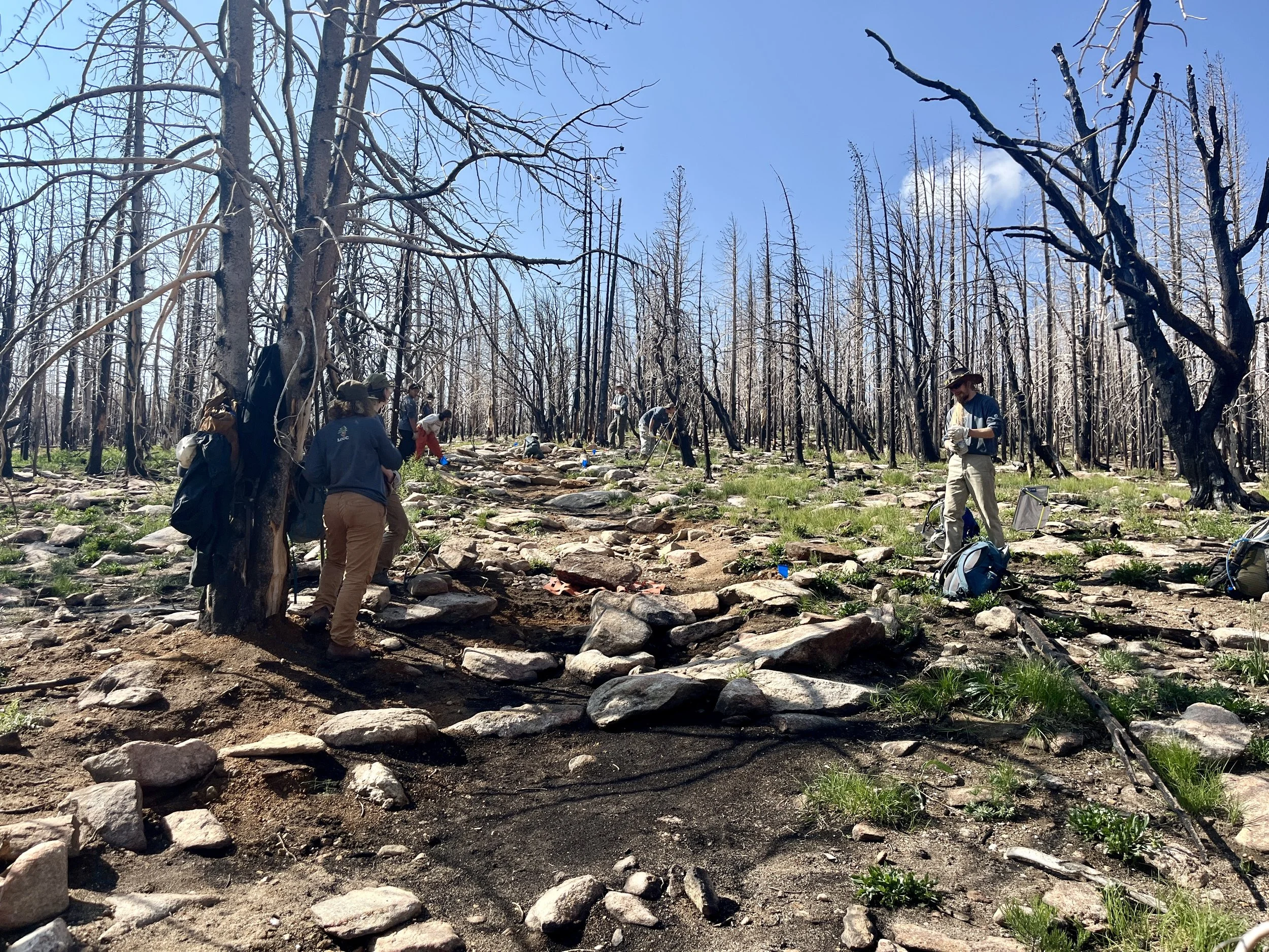 People are working on a wildfire burn scar, clearing debris and tending to scorched trees in a forested area on a clear day.