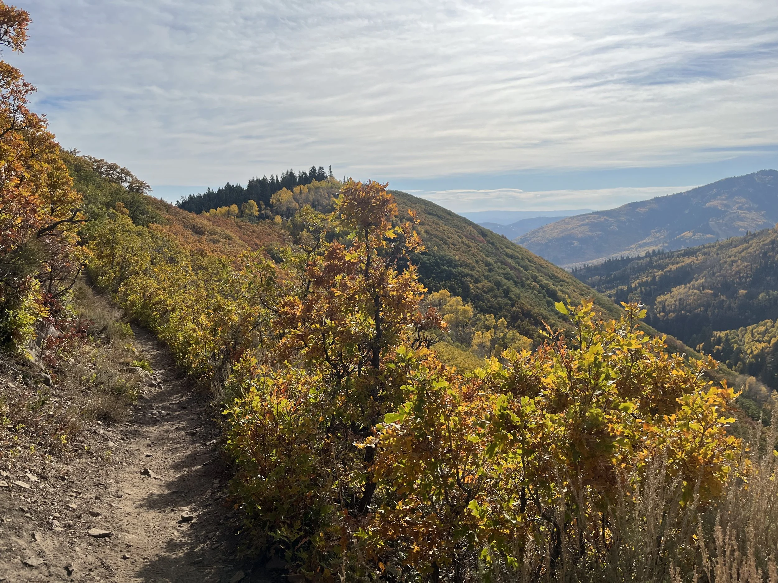 A mountain trail surrounded by trees with autumn foliage, leading into a wooded hillside and distant mountain range under a cloudy sky.