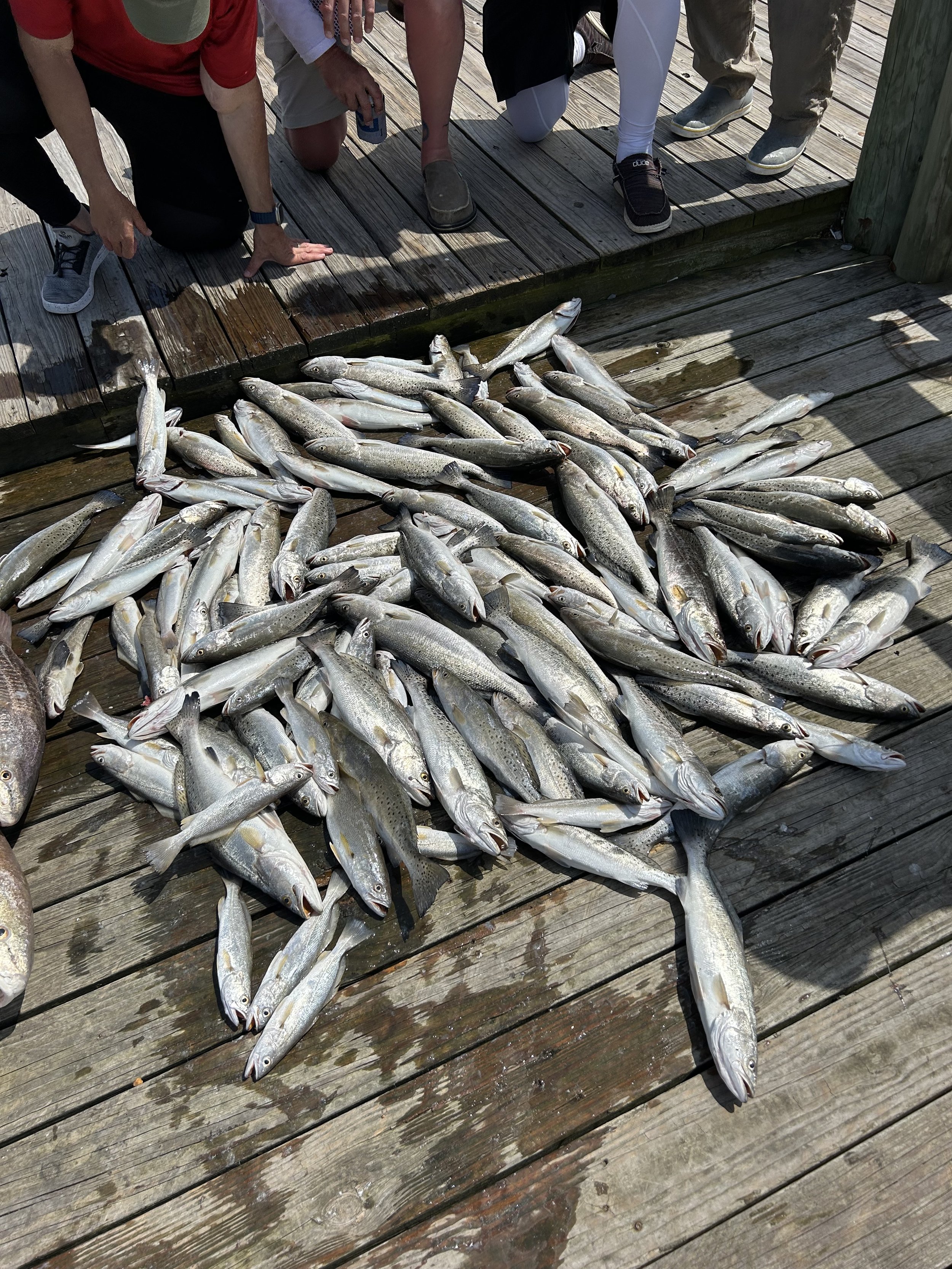 Multiple fish lying on a wooden dock, with several people kneeling nearby.