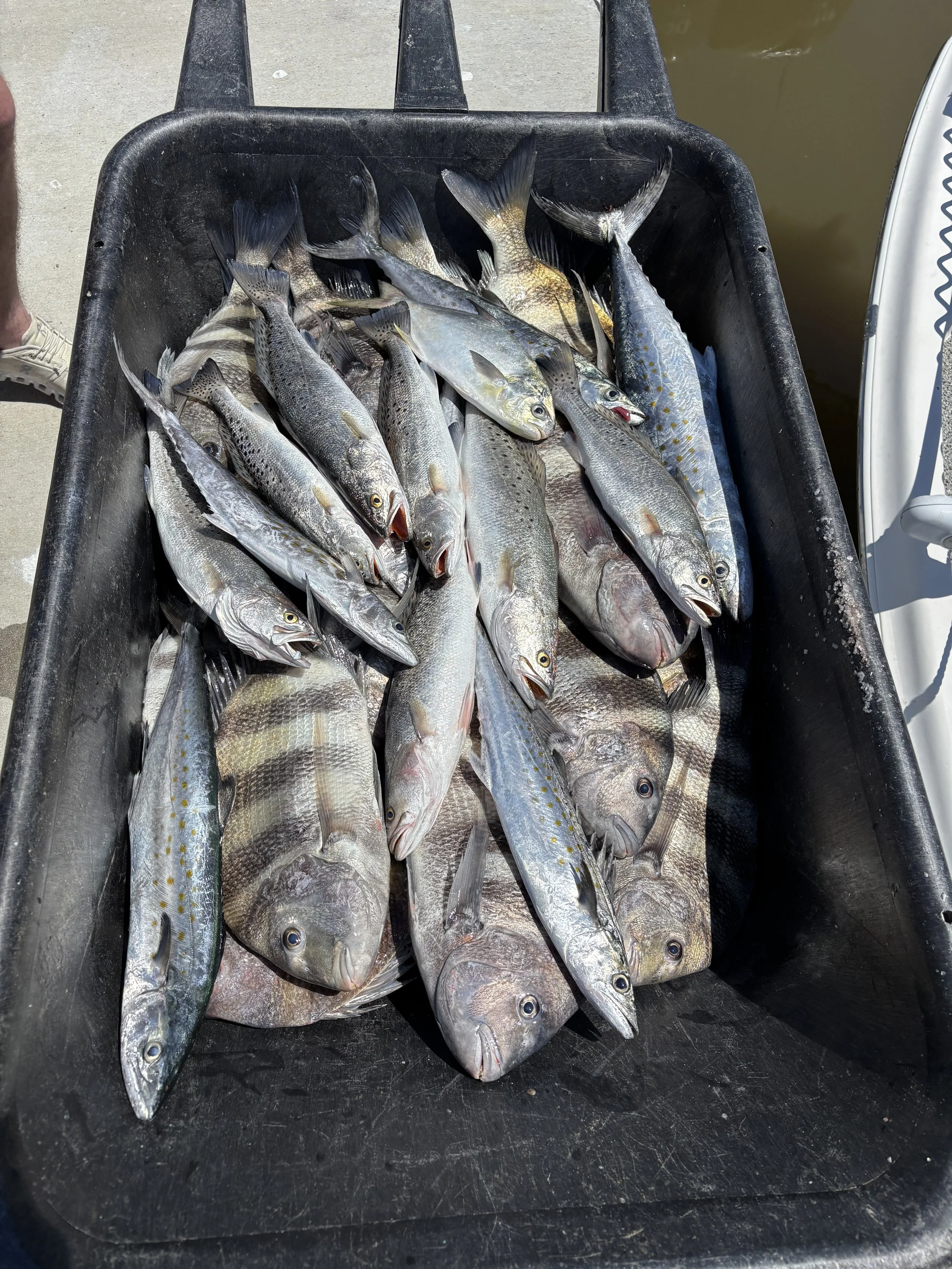 A black container filled with various freshly caught fish, some with open mouths, on a boat dock.