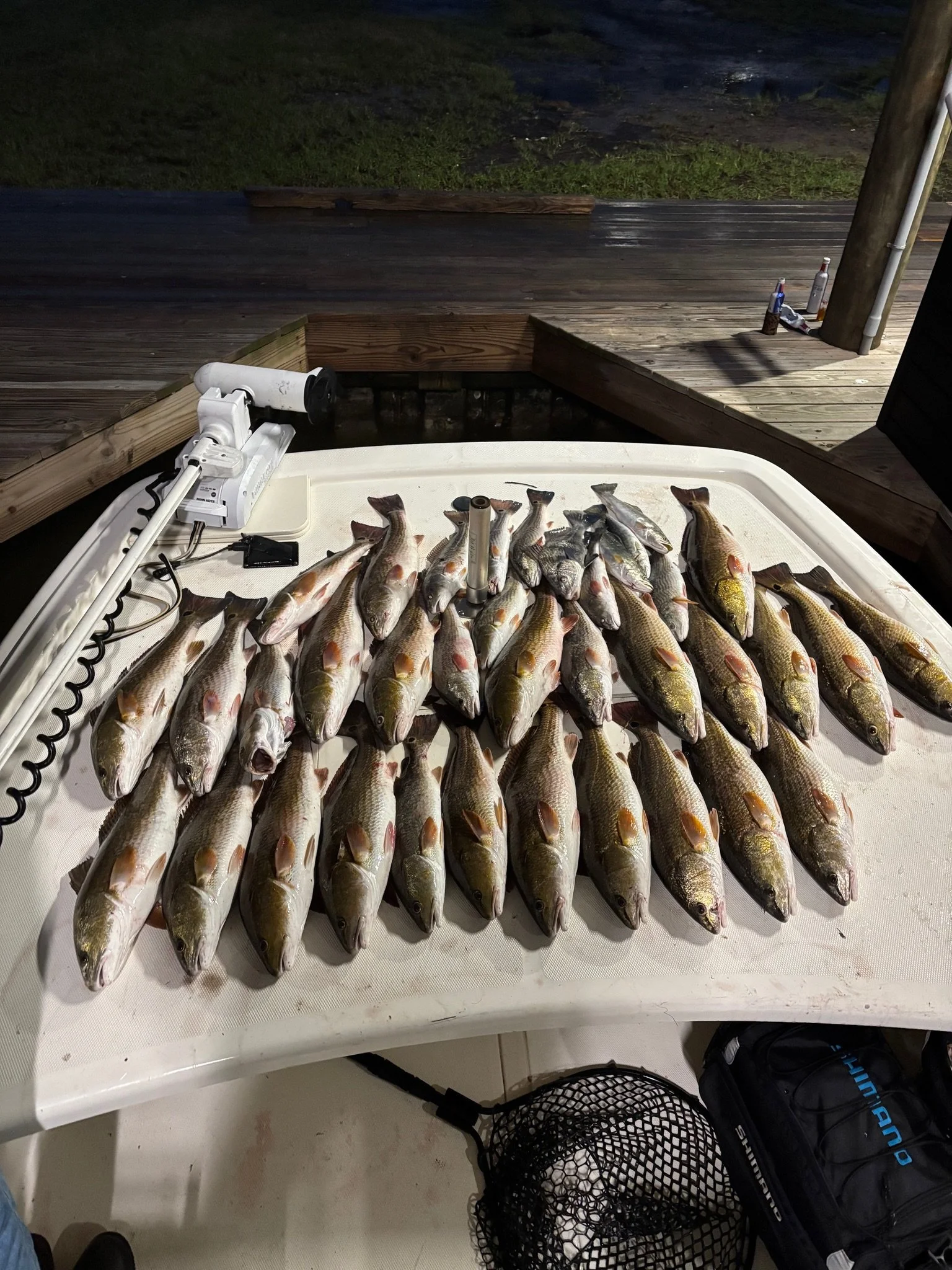 A tray with multiple freshly caught fish, some with open mouths, on a white surface near a fishing equipment and a black bag. In the background, a wooden deck with some beer bottles and a grassy area is visible at night.