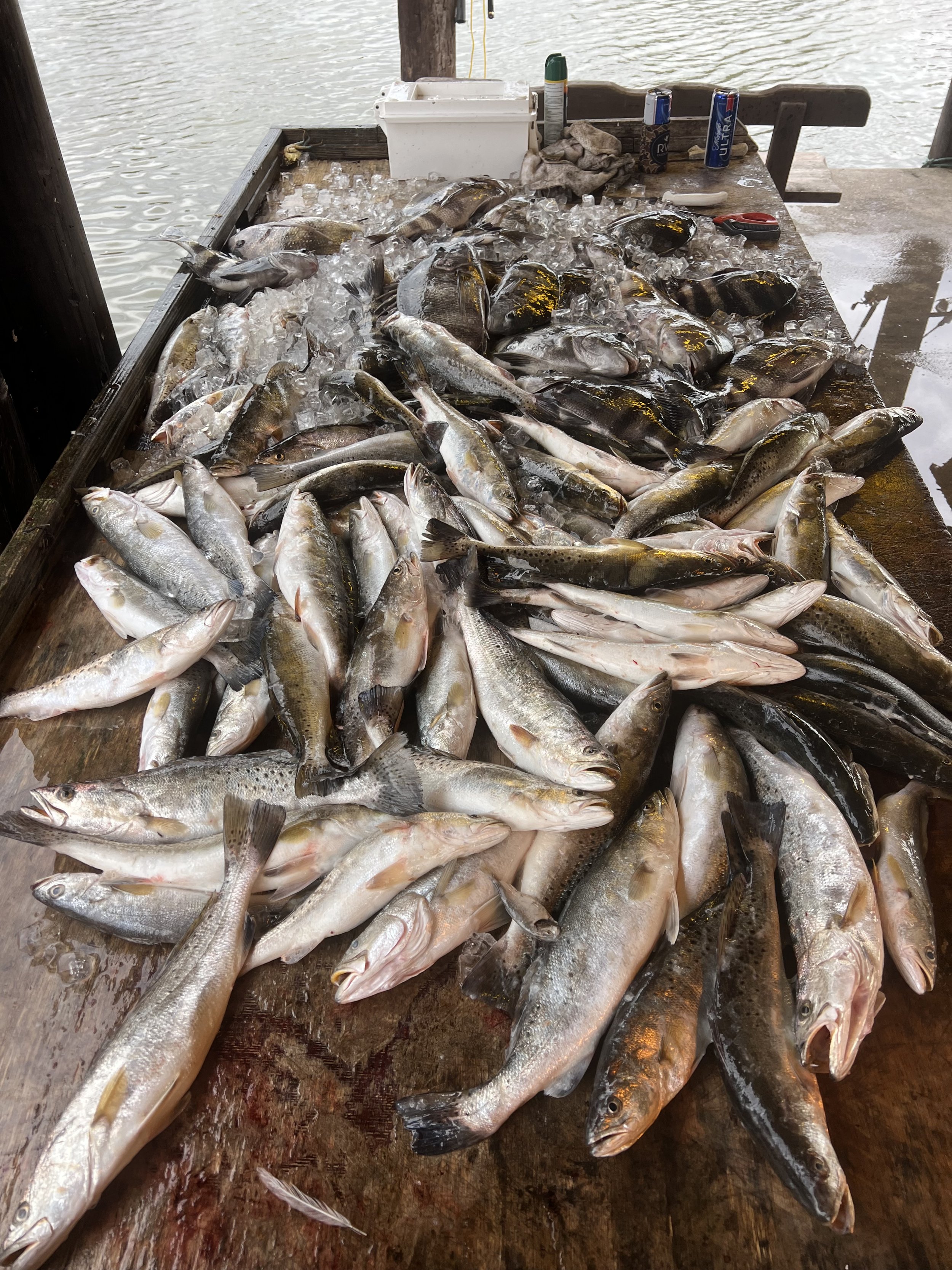 Freshly caught fish laid out on a wooden table with ice, near a body of water.