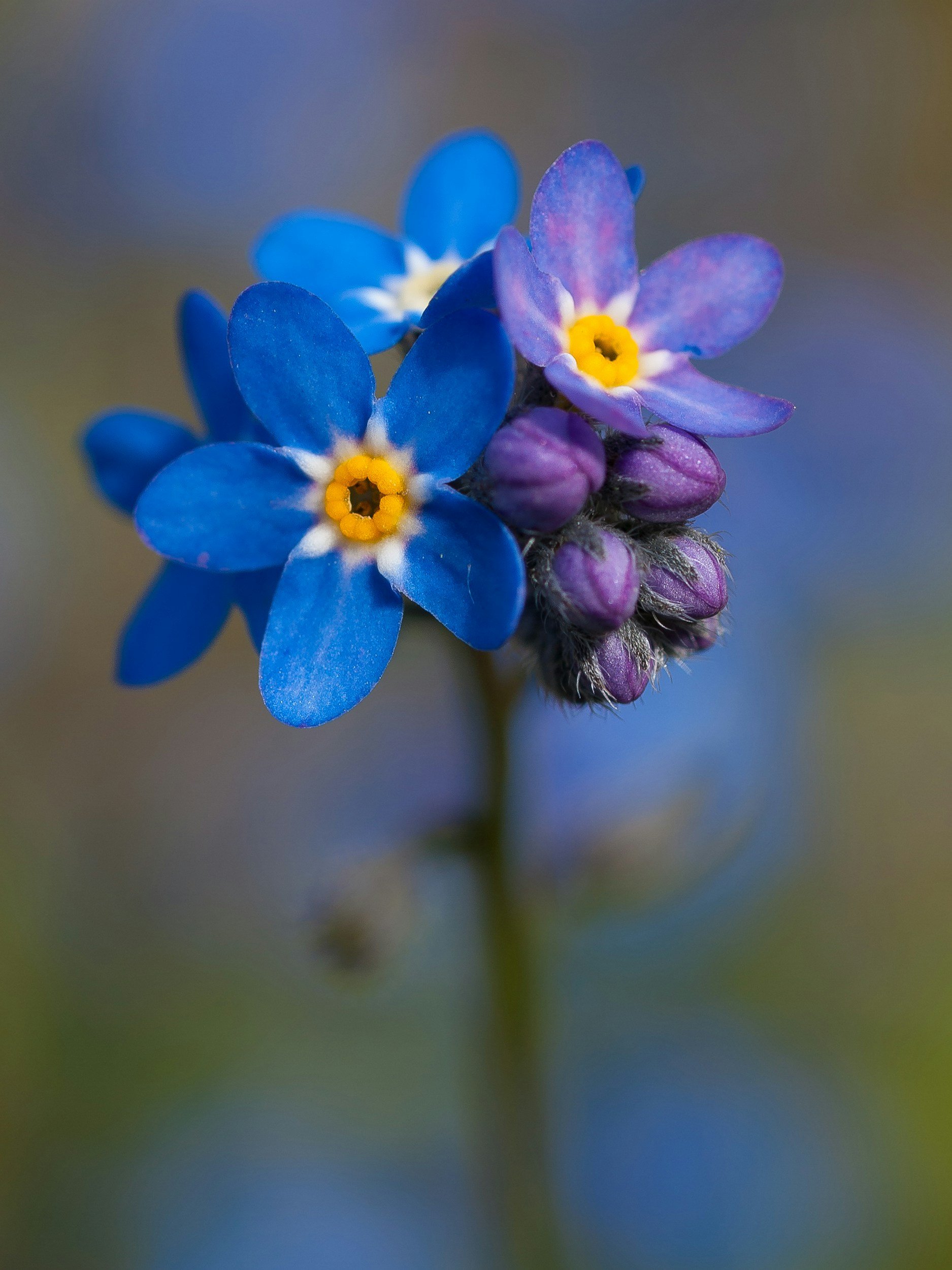 Close-up of forget-me-not flowers.