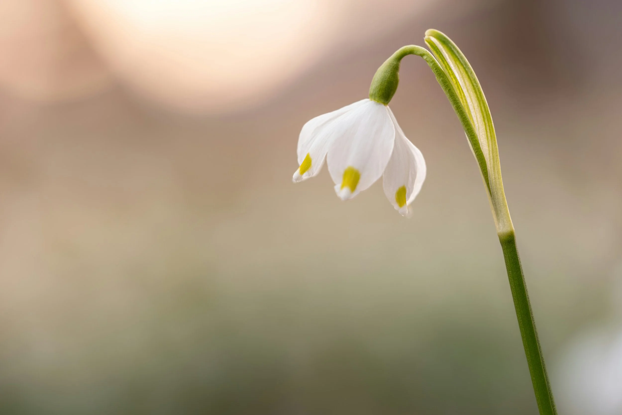 Close-up of a delicate white flower with yellow markings on its petals, and green stems, blurred background.