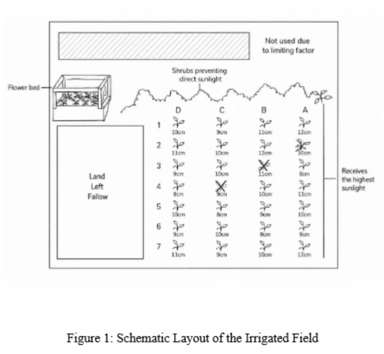 A schematic diagram of an irrigated field with labeled sections for different plantings, a flower bed, a shaded area blocked due to limiting factor, and a receiving area for the highest sunlight, illustrating plant spacing and sunlight exposure.