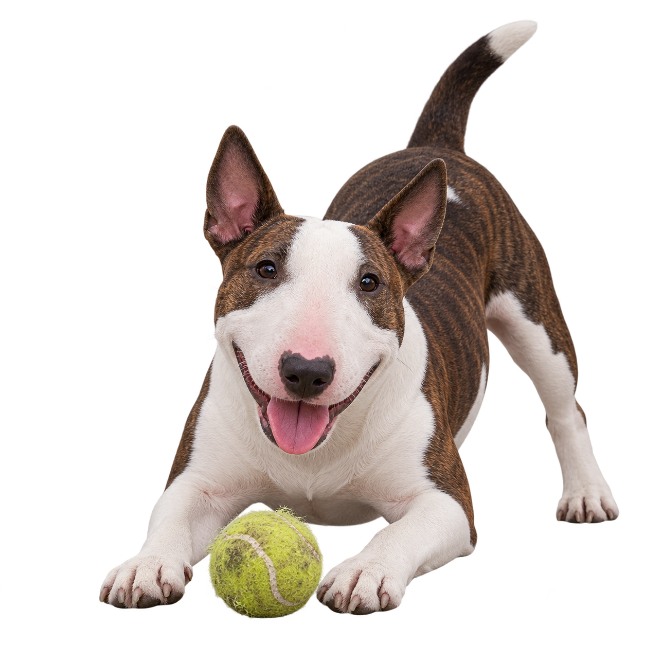 Miniature Bull Terrier.png