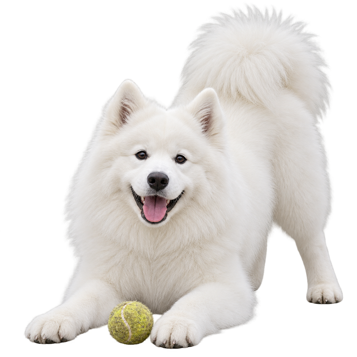 Samoyed.png