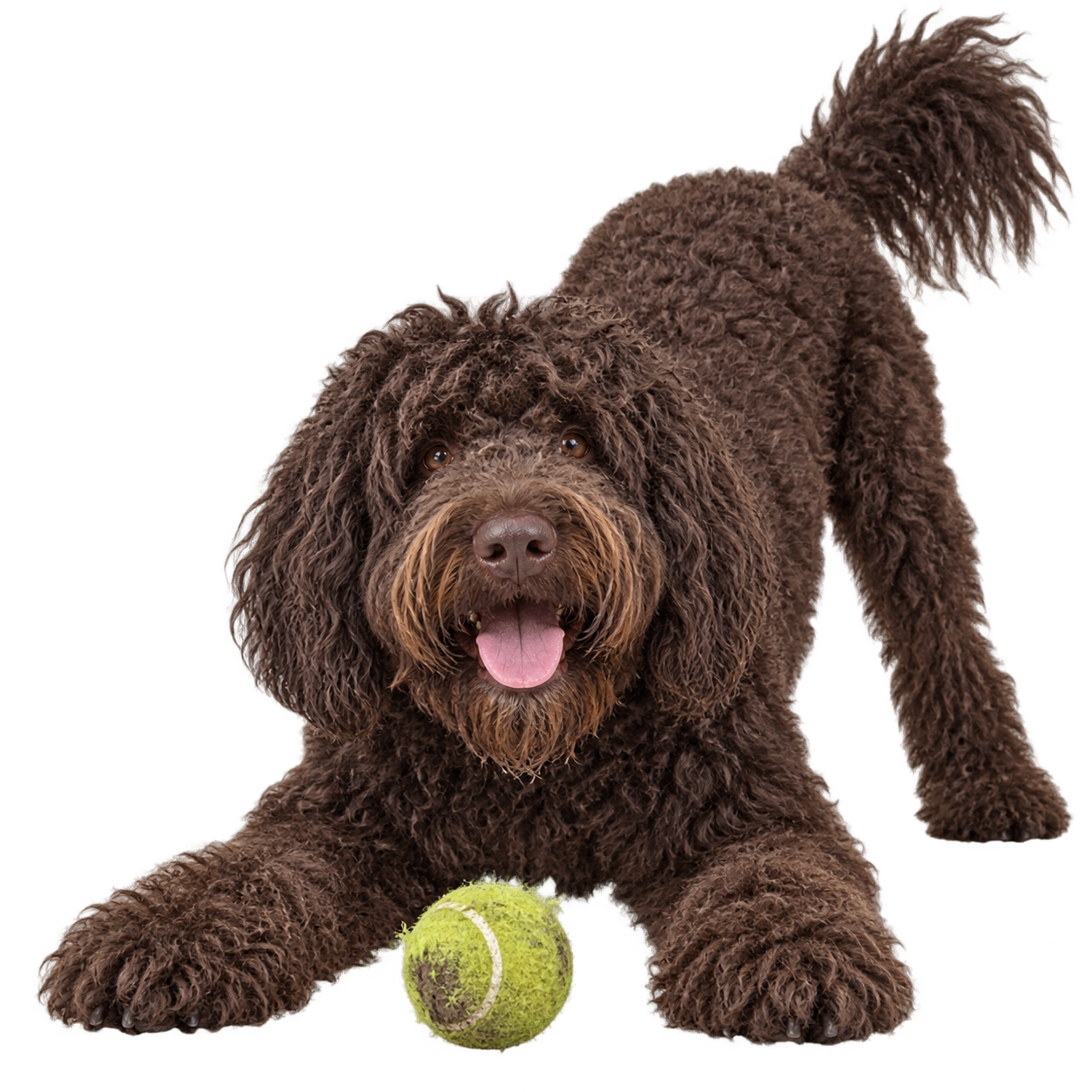 Barbet.png