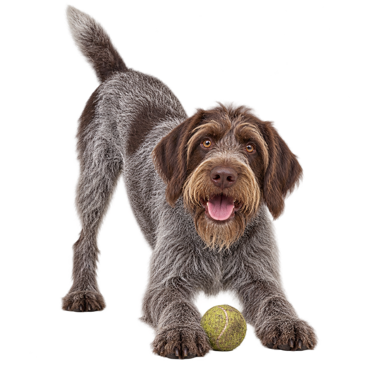 Wirehaired Pointing Griffon.png