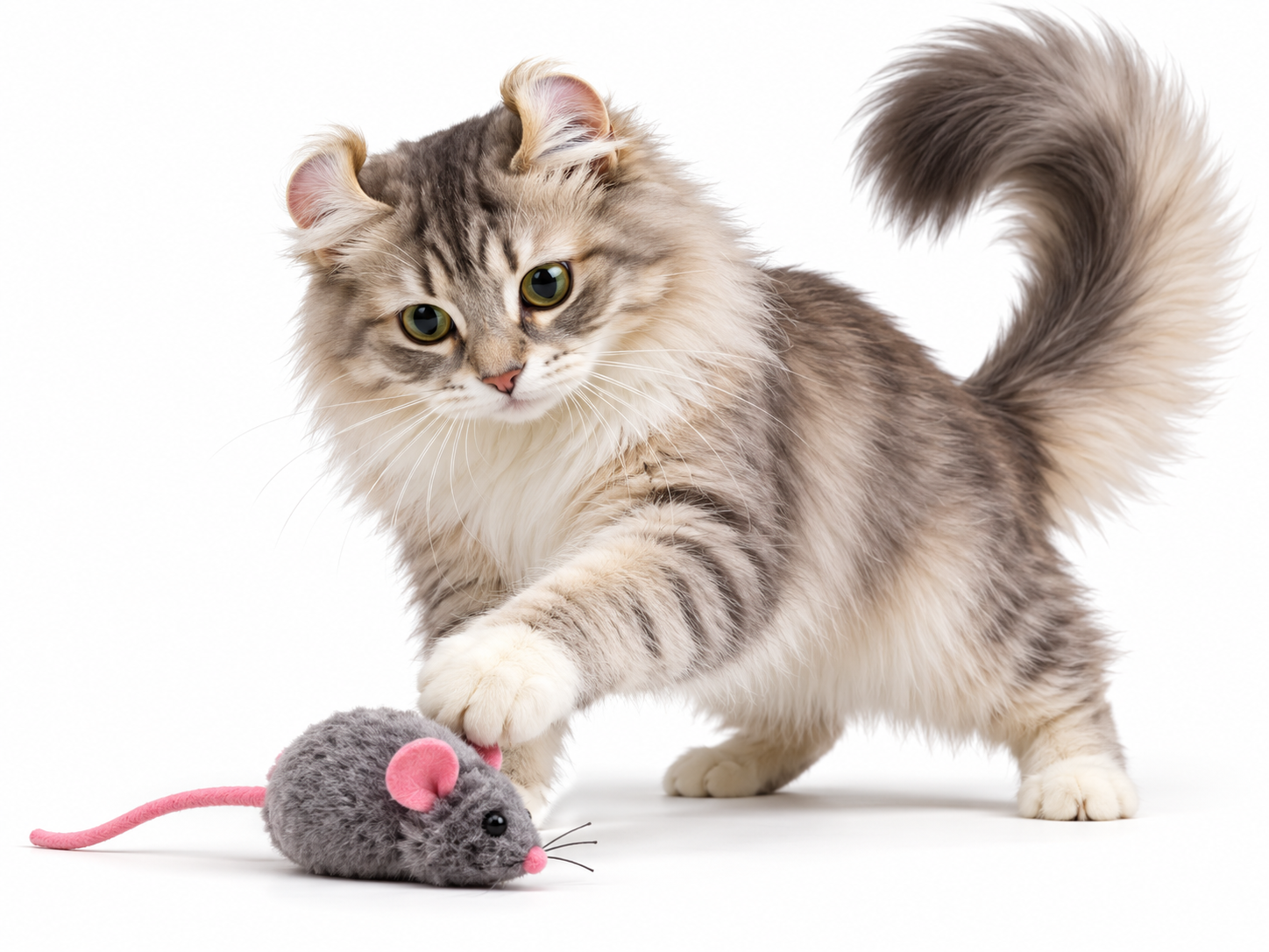 American Curl.png