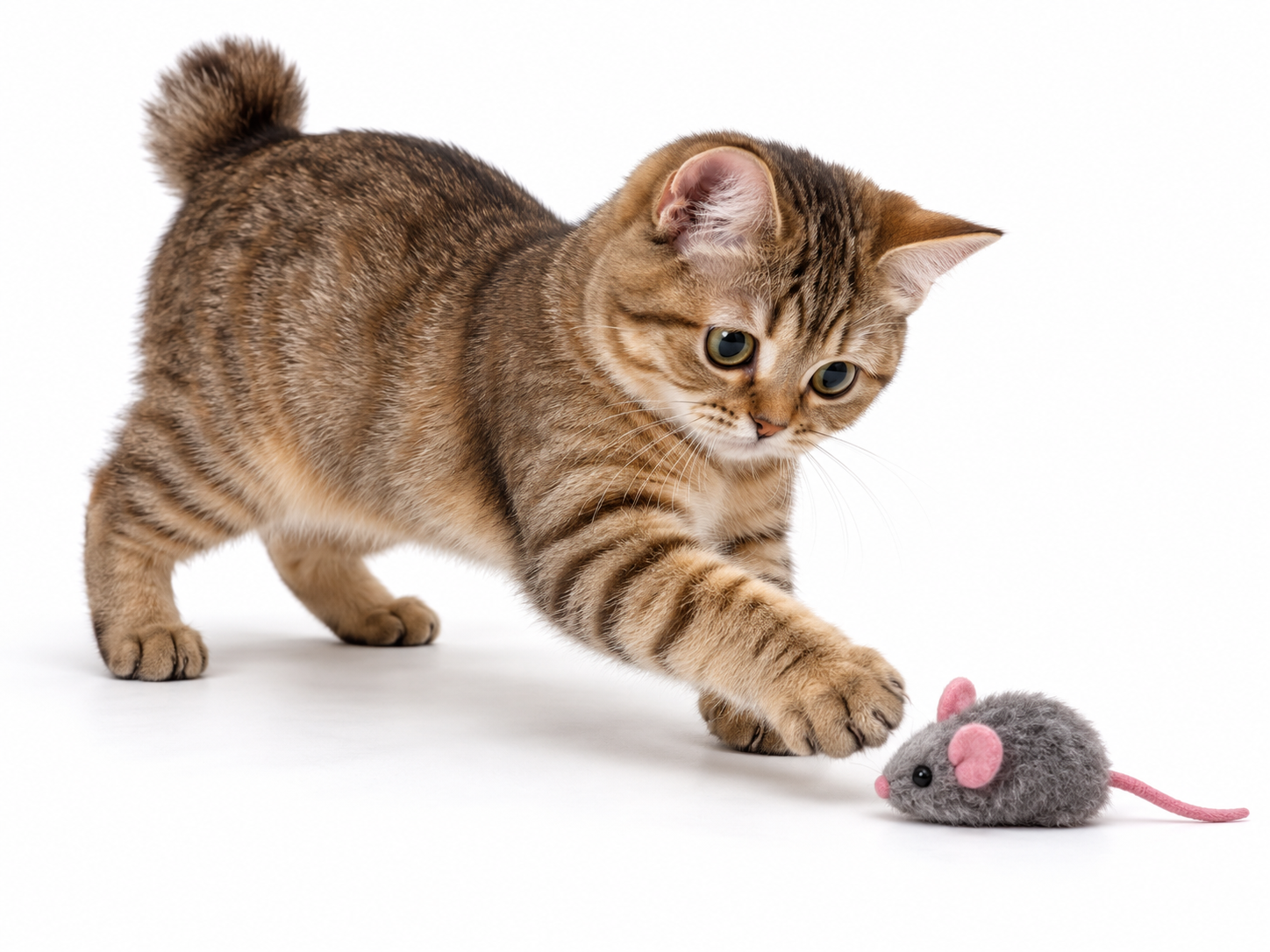 Selkirk Rex.png